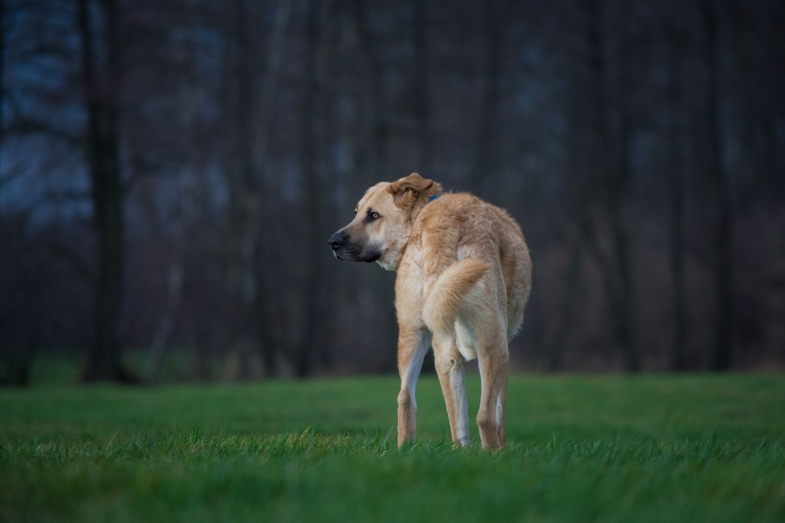 Nikon D7200 sample photo. Dog, nature, grass photography