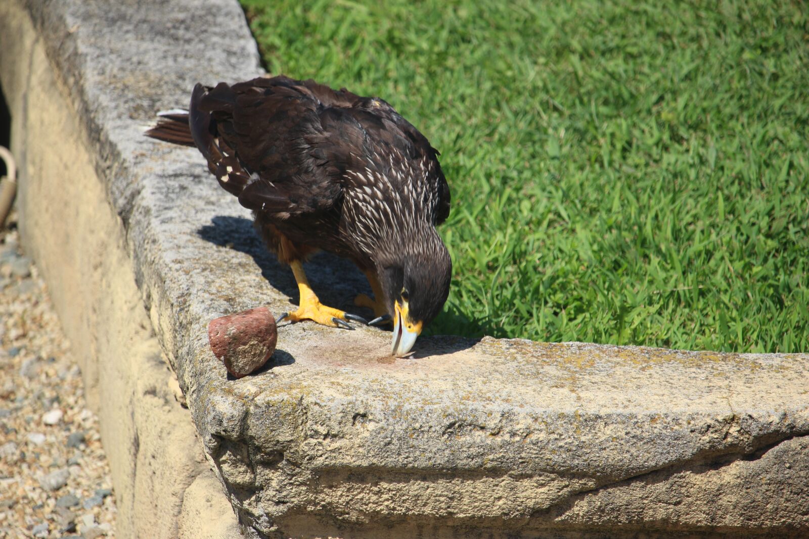 Canon EF-S 55-250mm F4-5.6 IS STM sample photo. Zoo, falcone, falcon photography