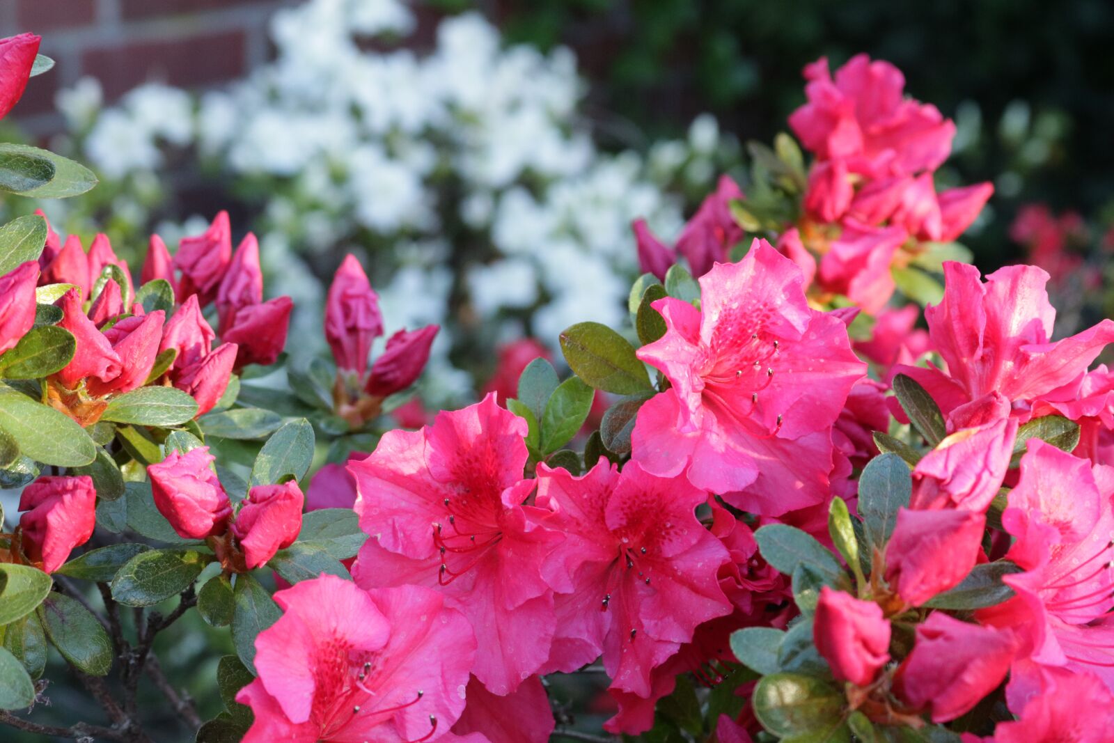 Canon EOS 750D (EOS Rebel T6i / EOS Kiss X8i) sample photo. Azalea, flowers, nature photography