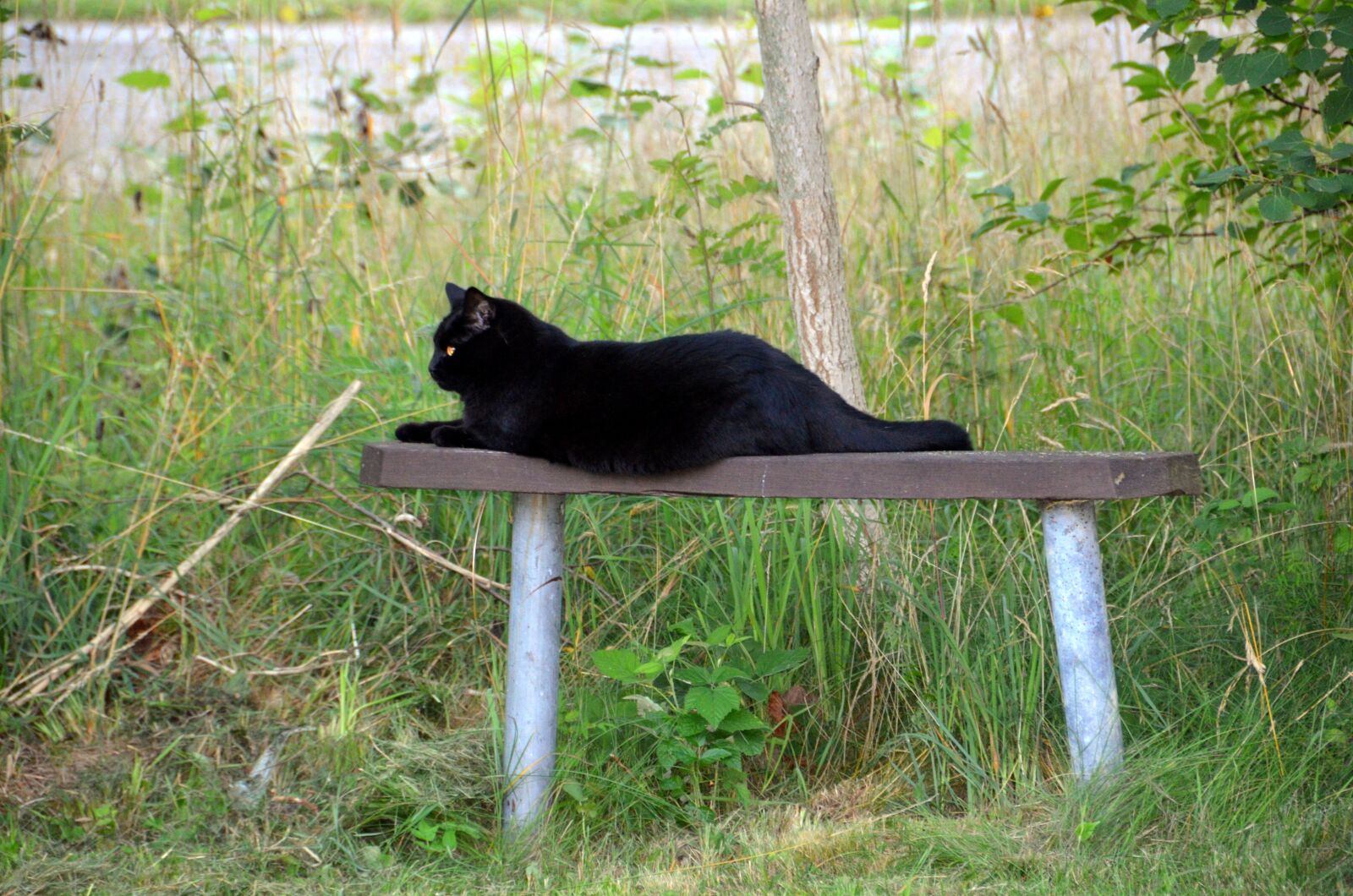 Nikon D5100 sample photo. Animals, black cat, bench photography