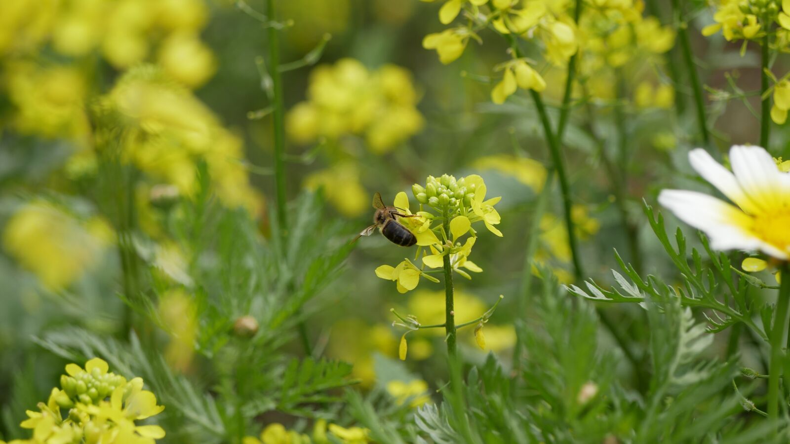 Panasonic Lumix DMC-GX85 (Lumix DMC-GX80 / Lumix DMC-GX7 Mark II) sample photo. Flowers, bees, meadow photography