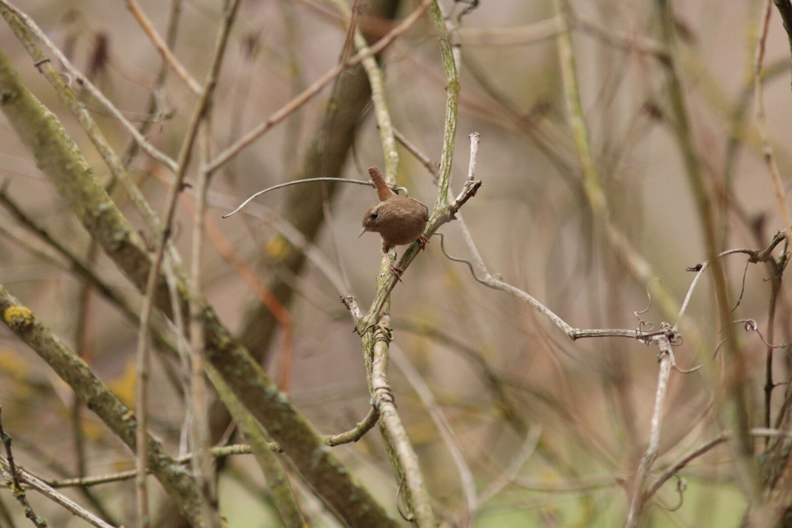 Canon EF 300mm F4L IS USM sample photo