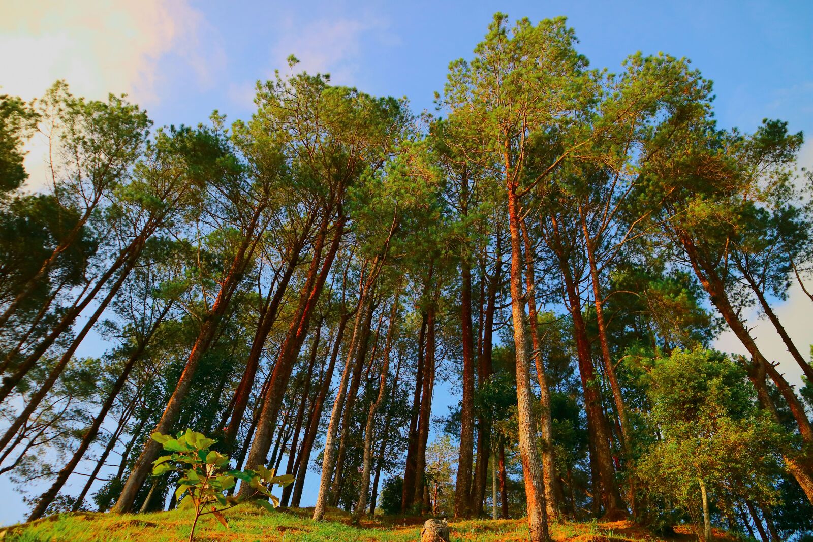 Canon EOS M3 + Canon EF-M 15-45mm F3.5-6.3 IS STM sample photo. Tree, nature, wood photography