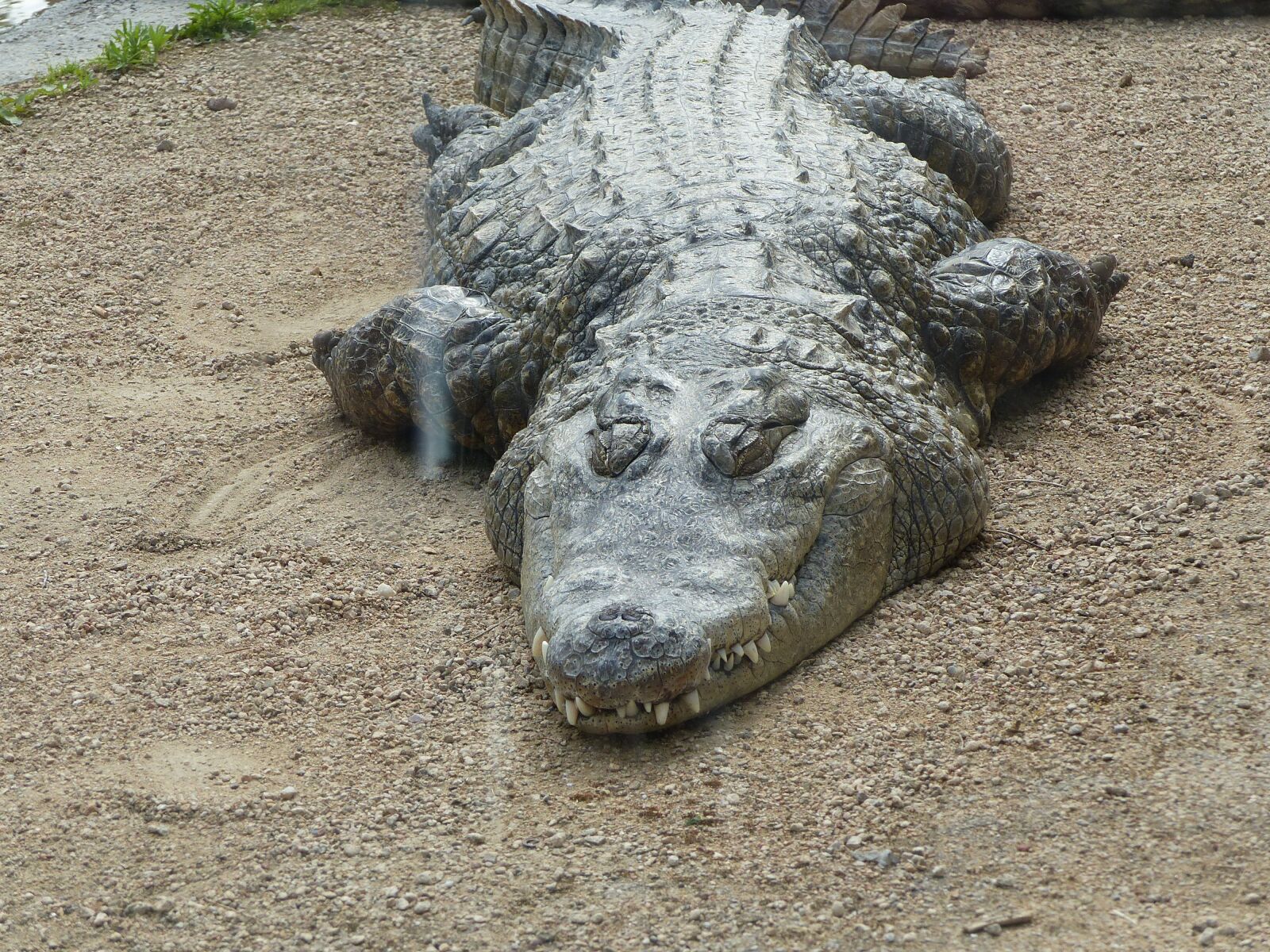 Panasonic Lumix DMC-FZ200 sample photo. Crocodile, park, lyon photography