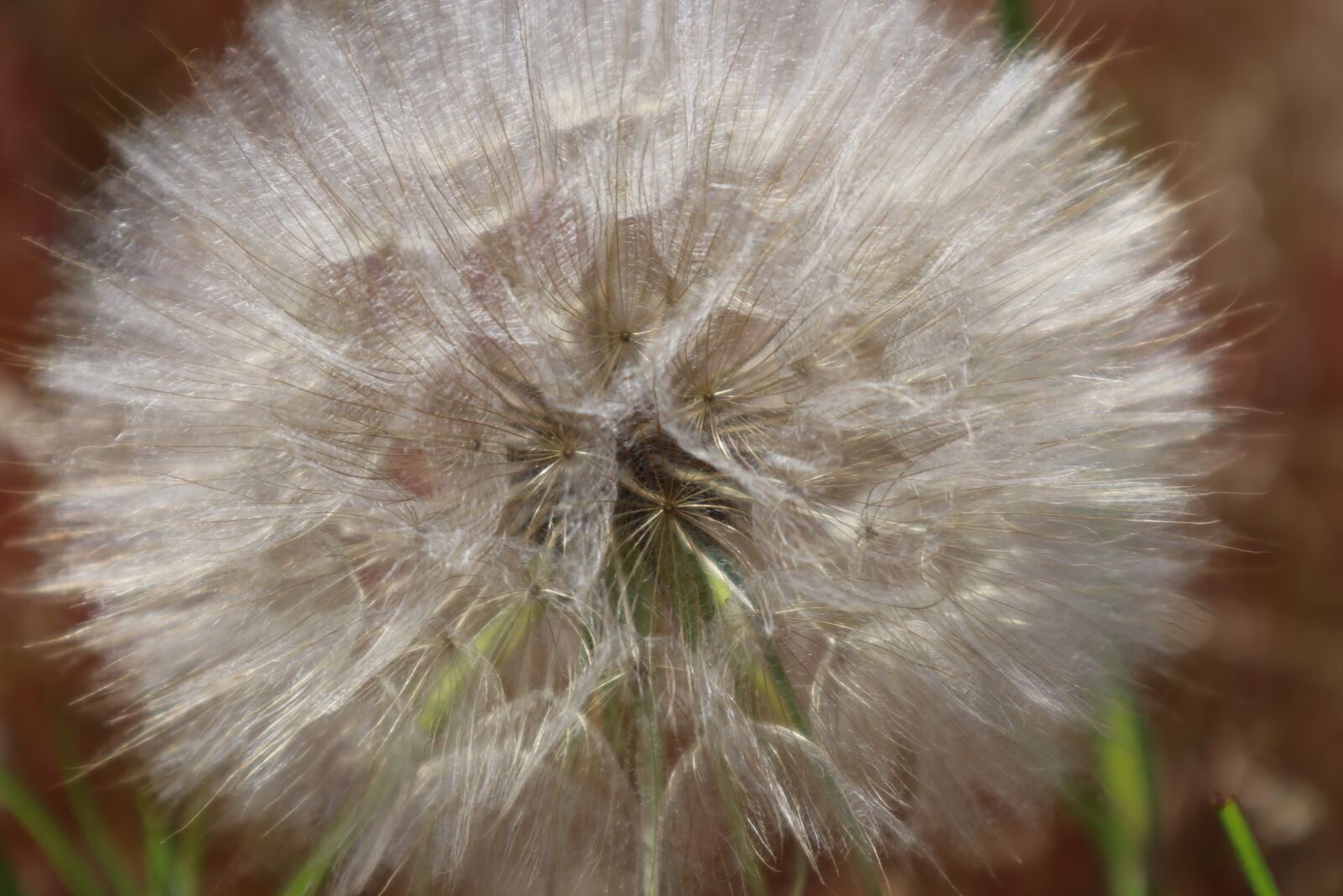 Canon EOS M50 (EOS Kiss M) sample photo. Dandelion, seed, summer photography