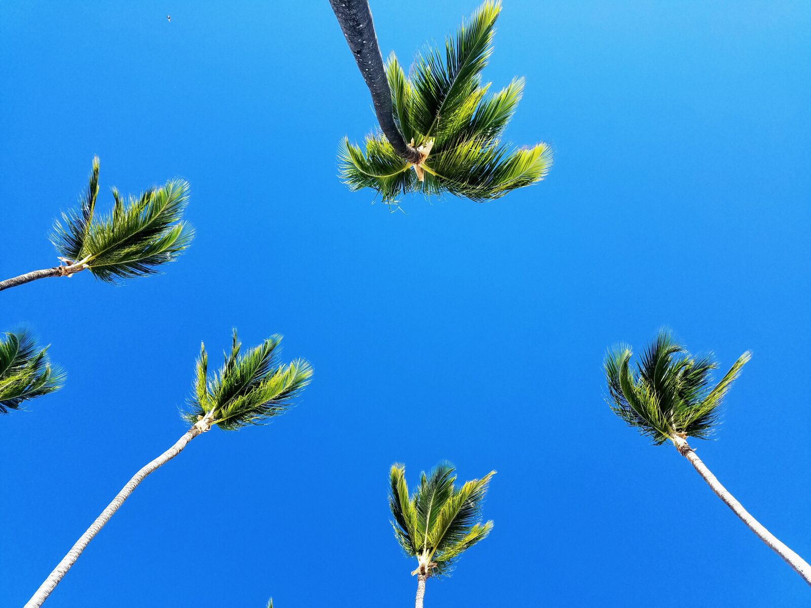 Samsung Galaxy S7 sample photo. Palm tree, caribbean sky photography