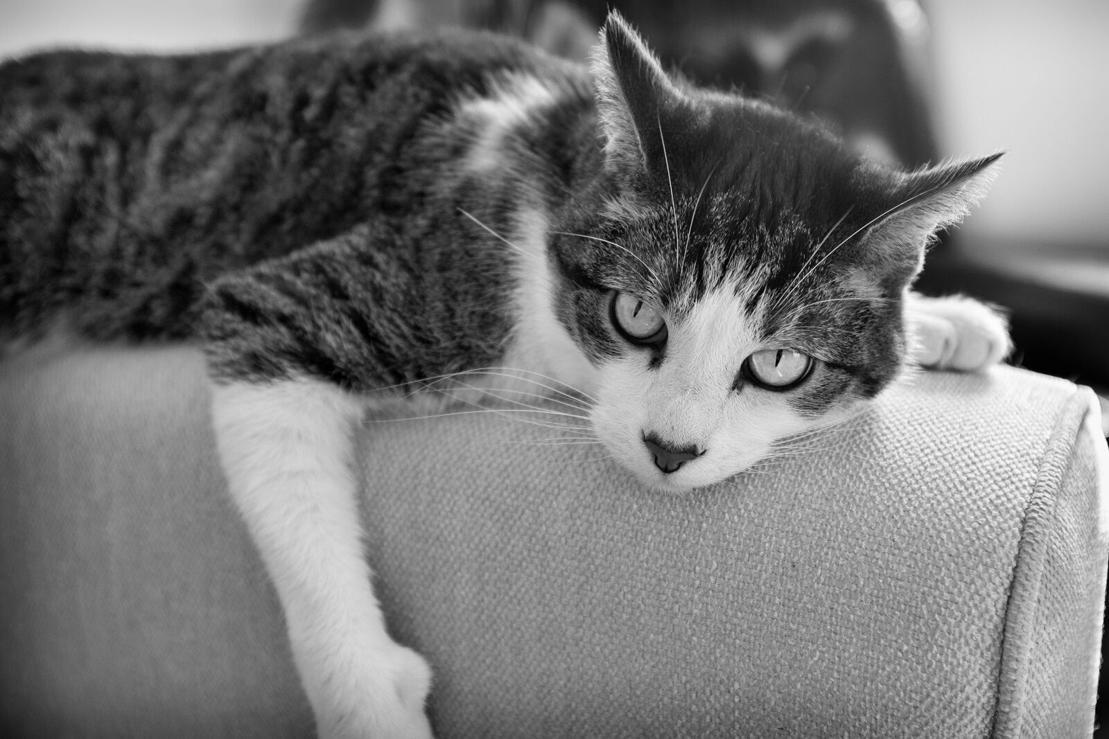 Fujifilm X100S sample photo. Cat, portrait, domestic photography