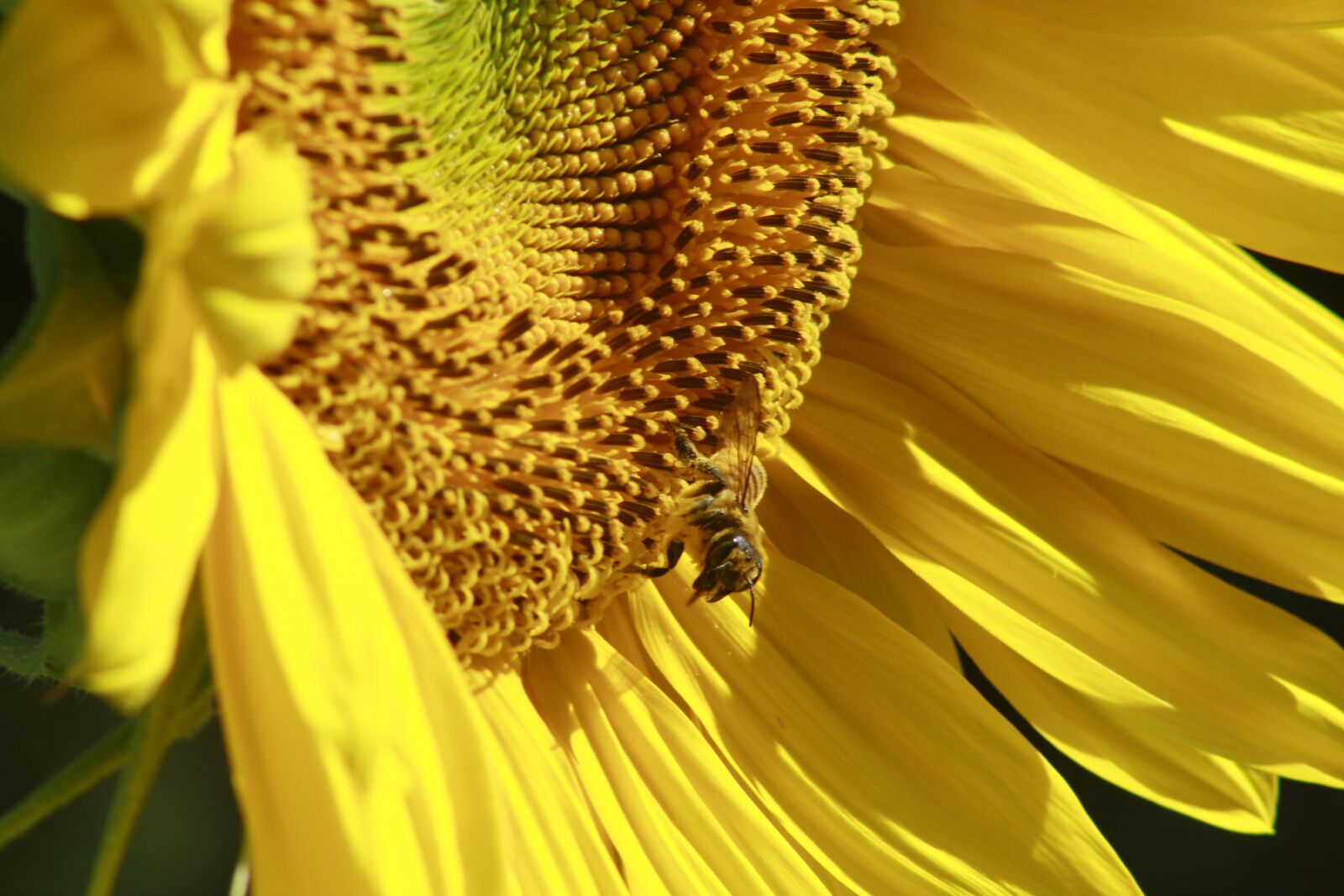 Canon EOS 60D + EF75-300mm f/4-5.6 sample photo. Sunflower, bee, insect photography
