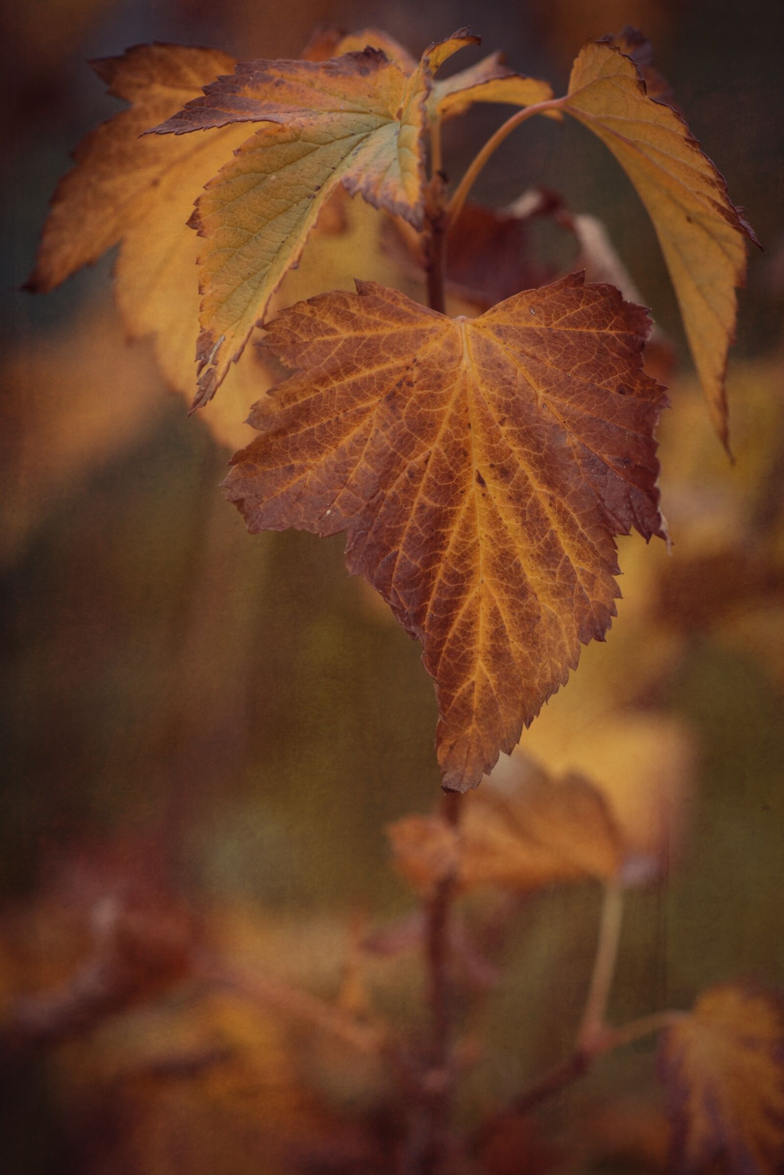 Nikon D750 sample photo. Autumn, fall color, leaves photography