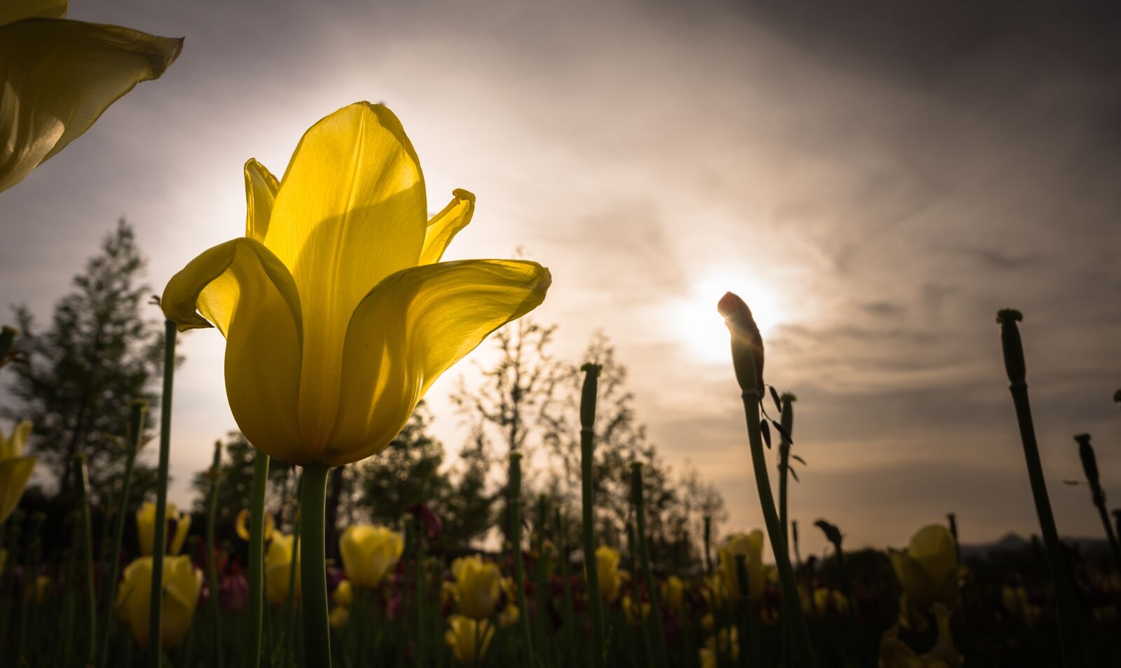 Sony Alpha NEX-5N sample photo. Tulip, flowers, nature photography