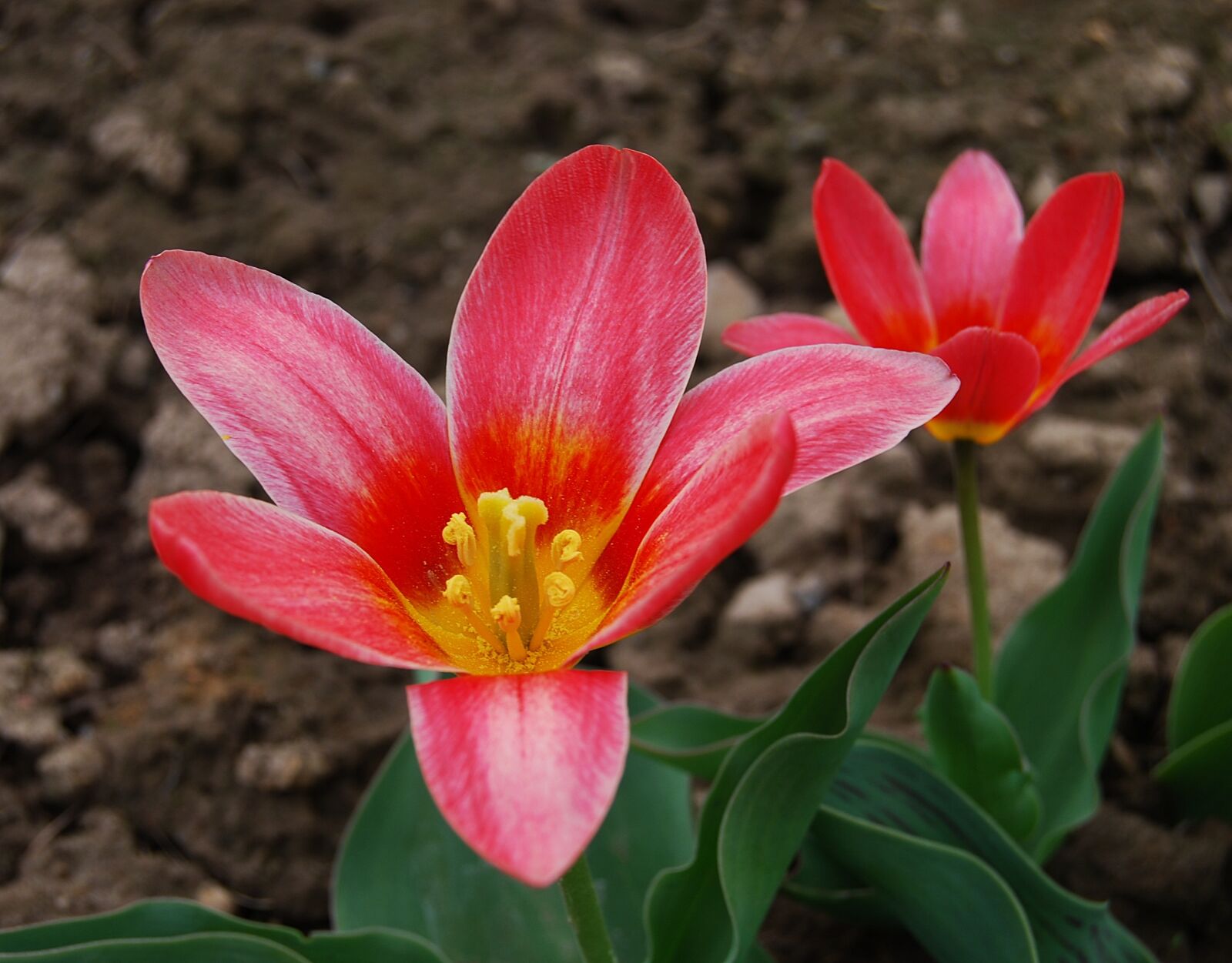 Nikon D40X sample photo. Flower, plant, nature photography