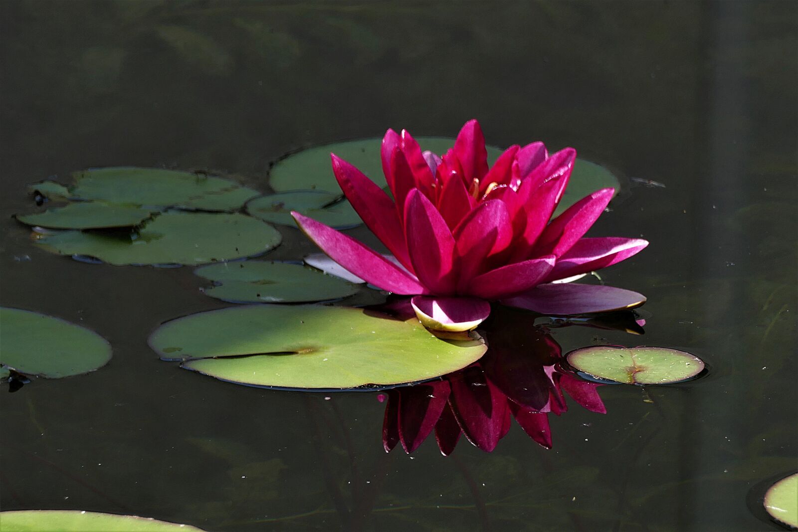 Panasonic Lumix DMC-FZ1000 sample photo. Water lily, close up photography