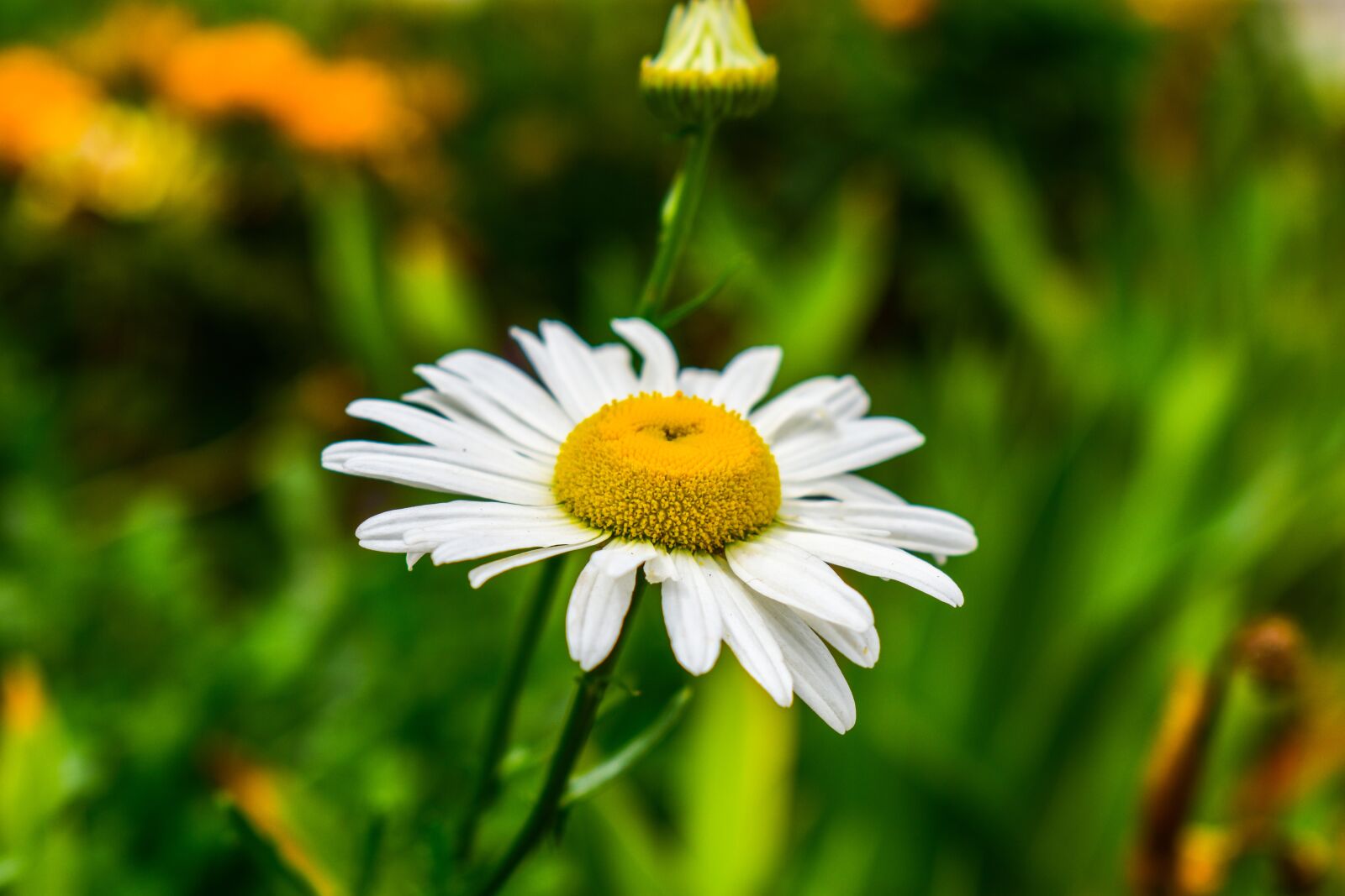 Nikon D3400 sample photo. Nature, plant, flower photography