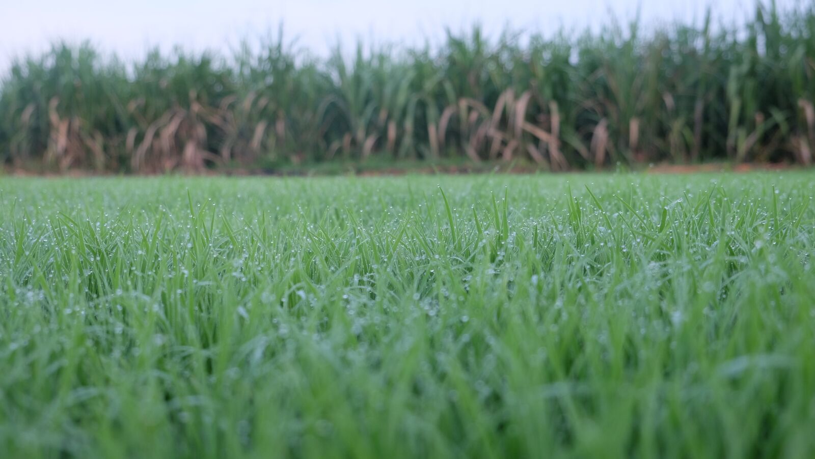 Fujifilm X-M1 sample photo. Green, grass, rice photography