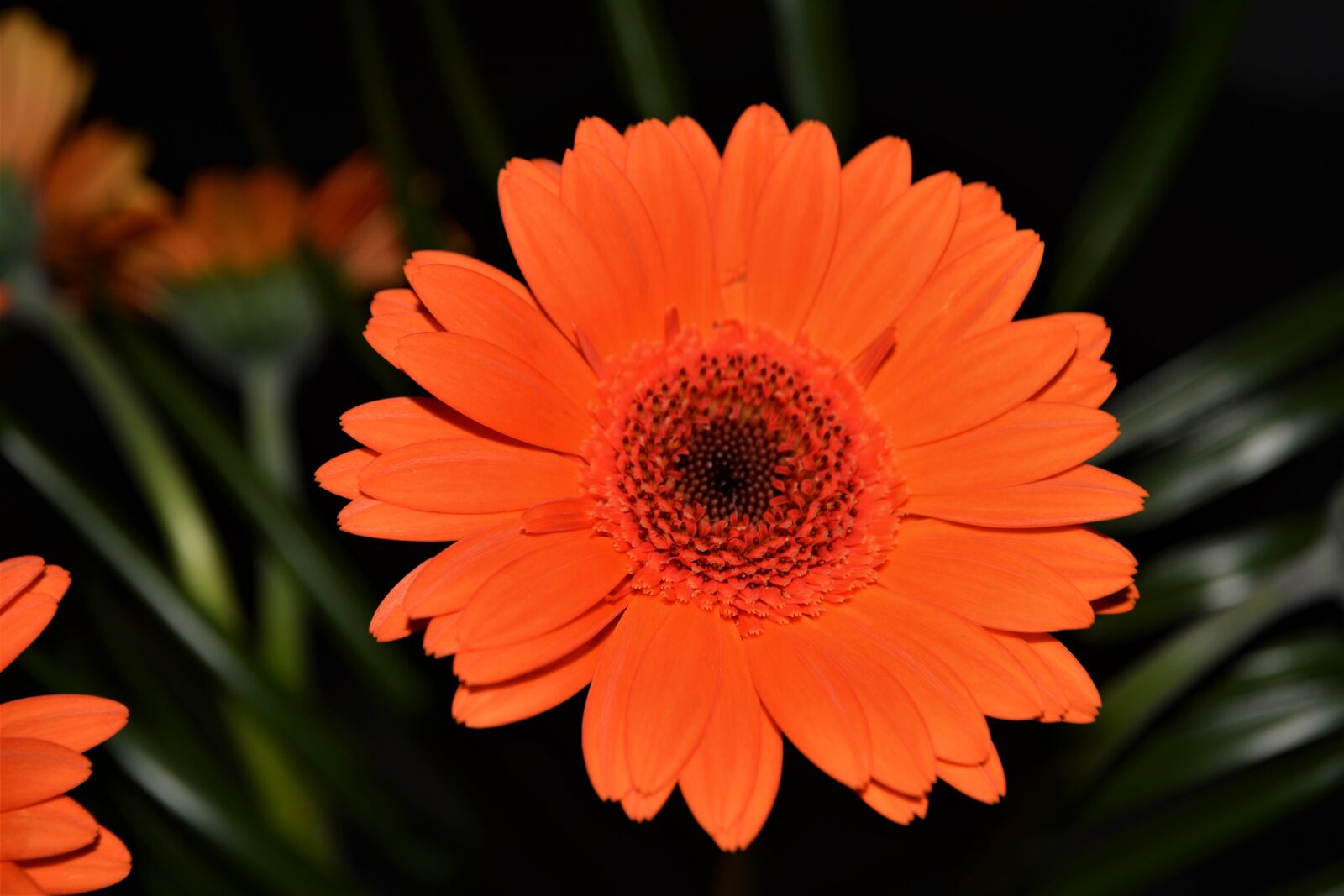 Nikon D5200 sample photo. Gerbera, blossom, bloom photography