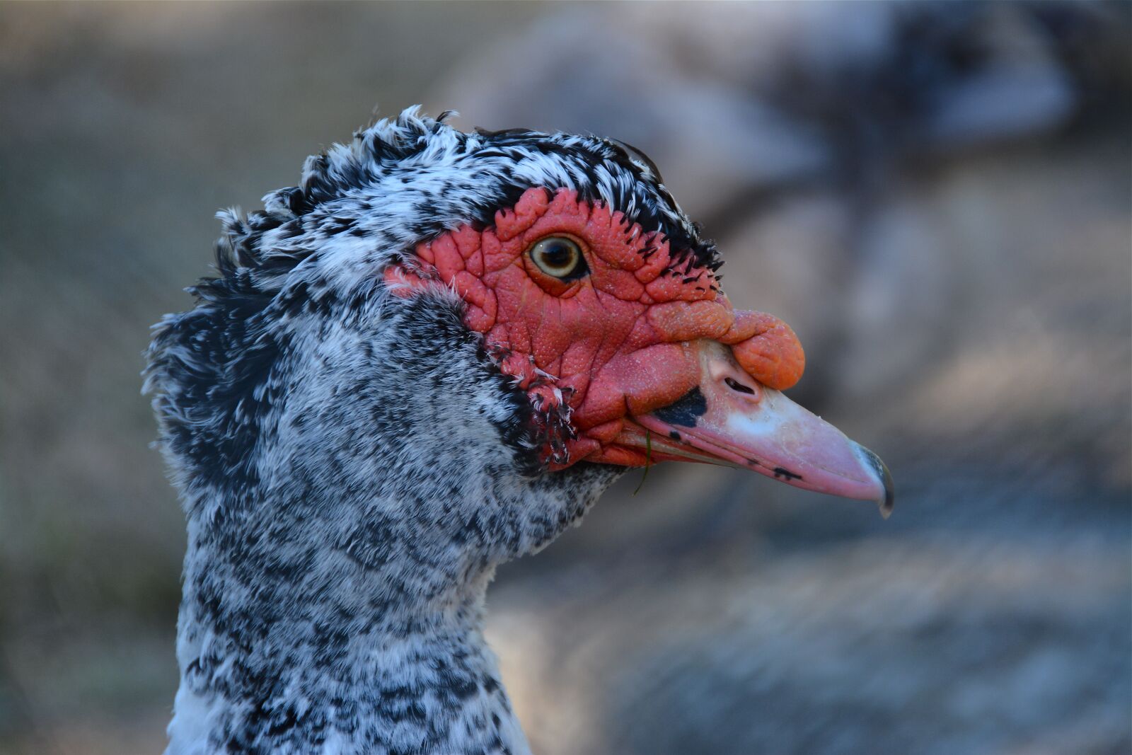 Nikon D7100 sample photo. Duck, barbarism, poultry photography