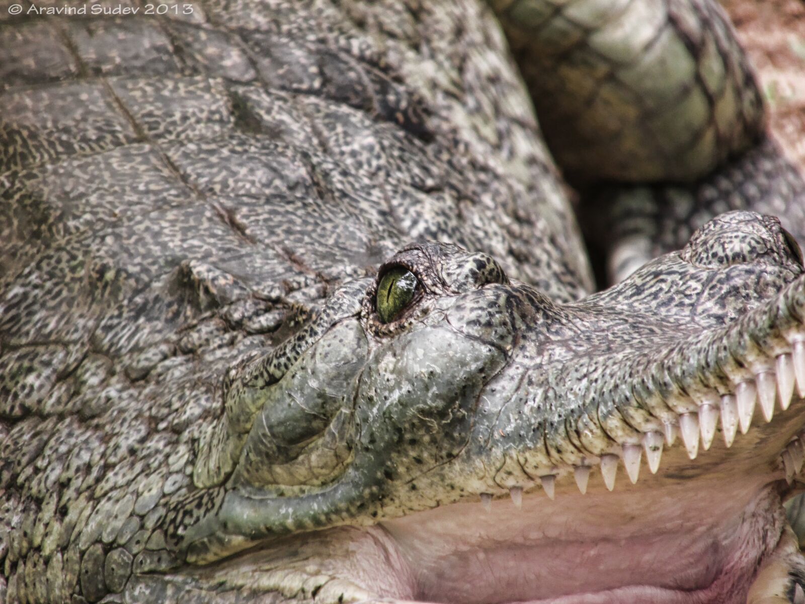 Canon PowerShot SX160 IS sample photo. Alligator, wild, wildlife photography