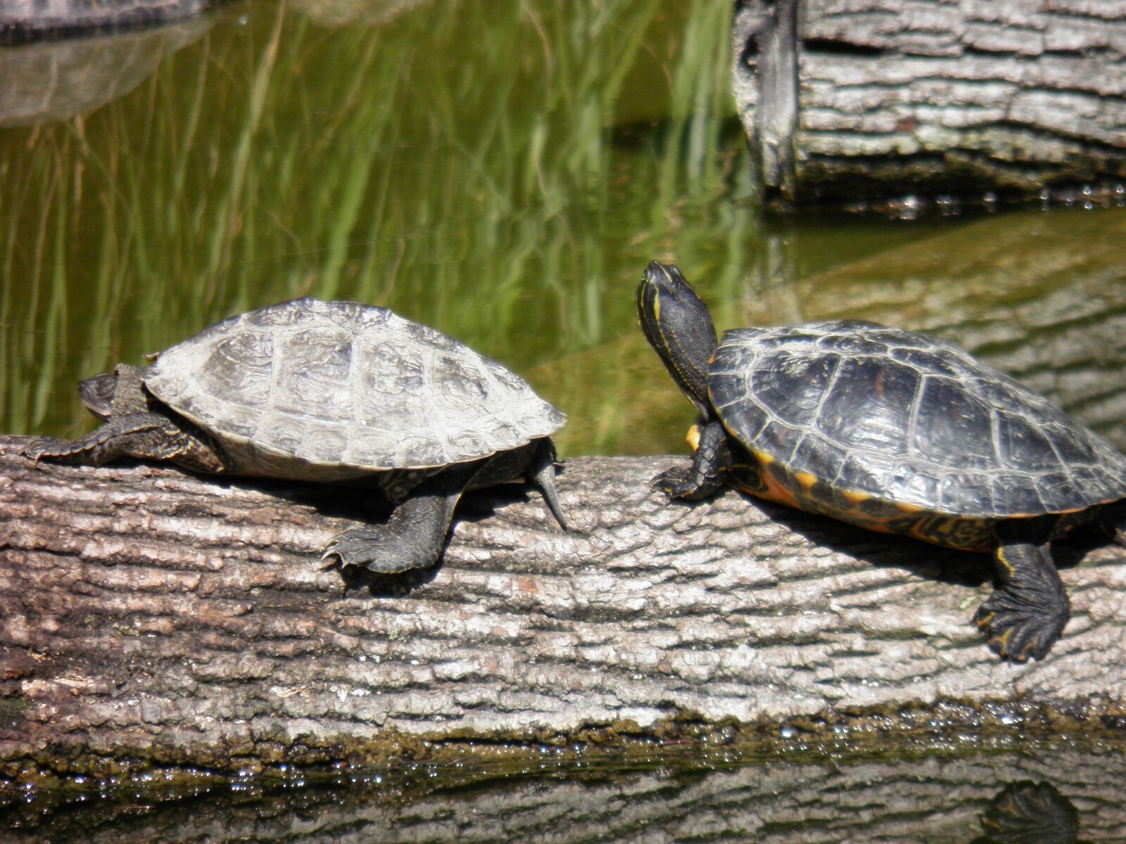 Olympus SP800UZ sample photo. Animal, animals, turtles photography