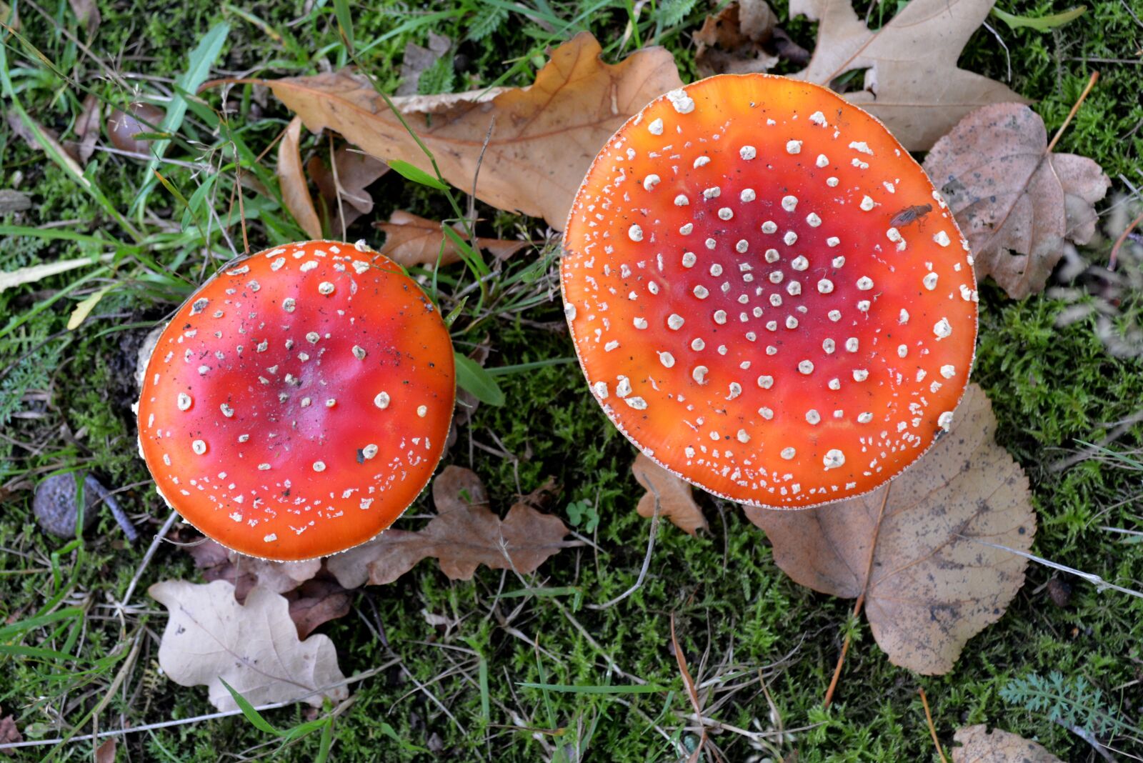 Nikon D5200 sample photo. Mushroom, agaric, fly agaric photography