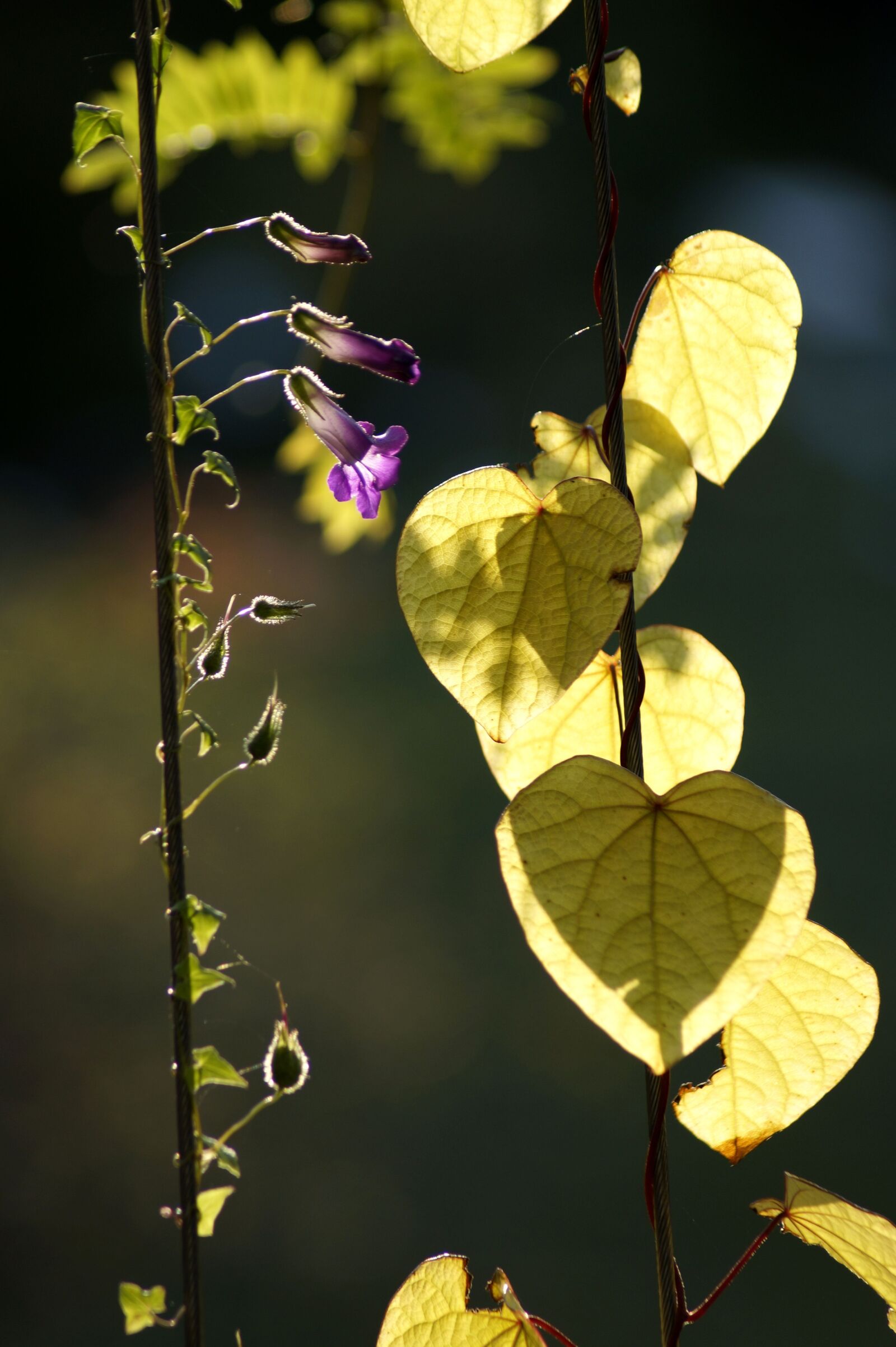Sony SLT-A58 sample photo. Leaves, bright, green photography