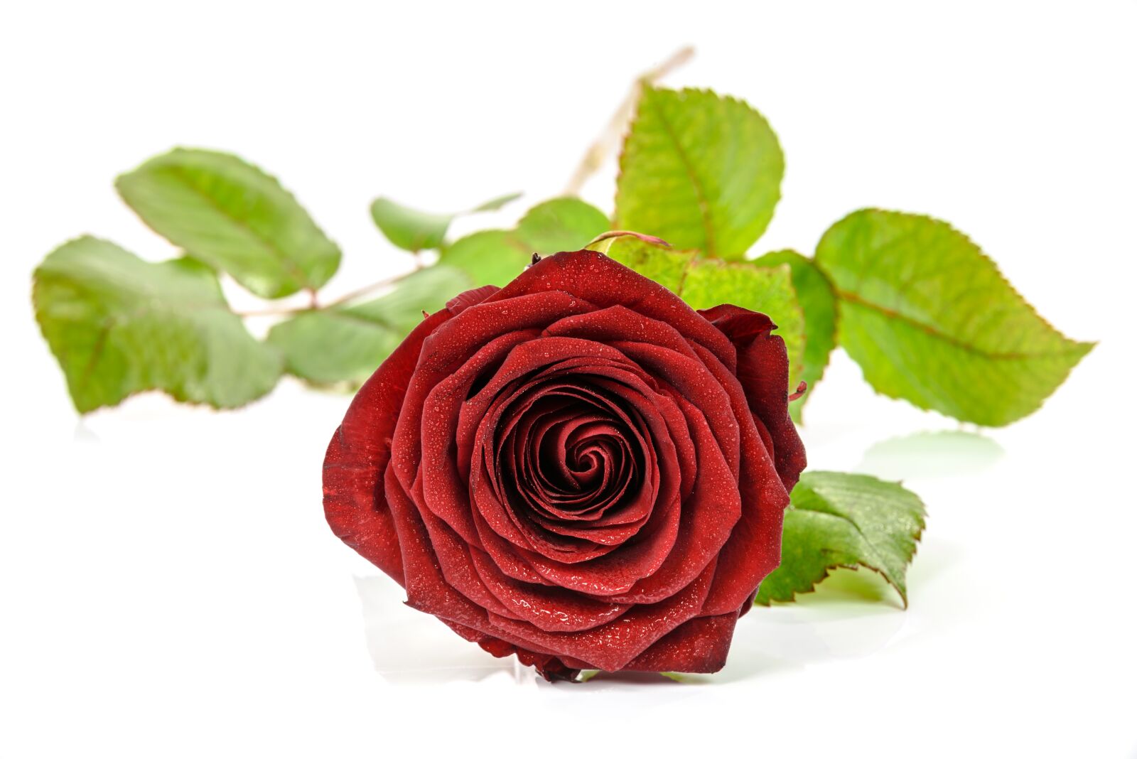 Nikon D750 sample photo. Rose, nature, gift photography