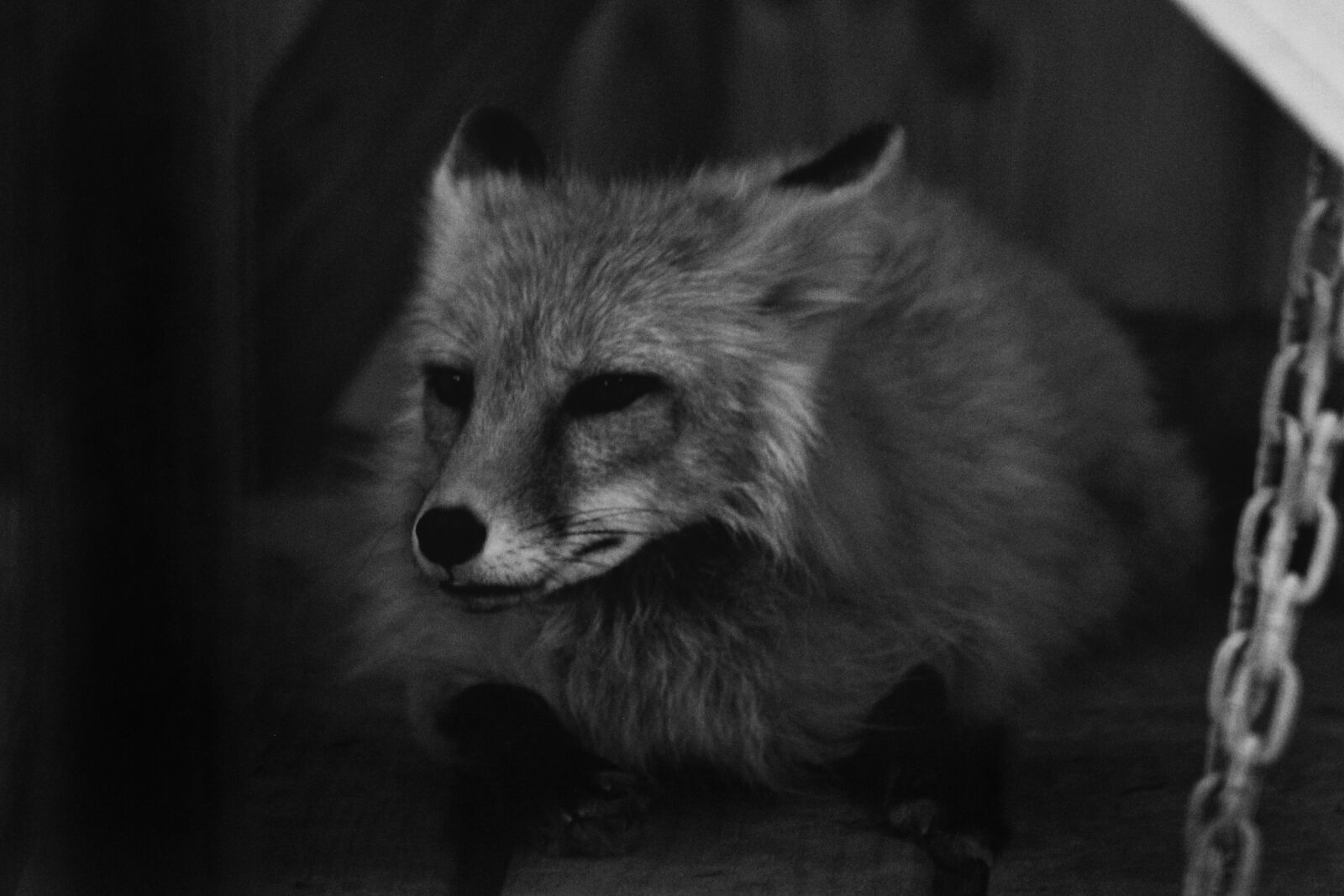 Canon EF 75-300mm f/4-5.6 sample photo. Black, and, white, black photography
