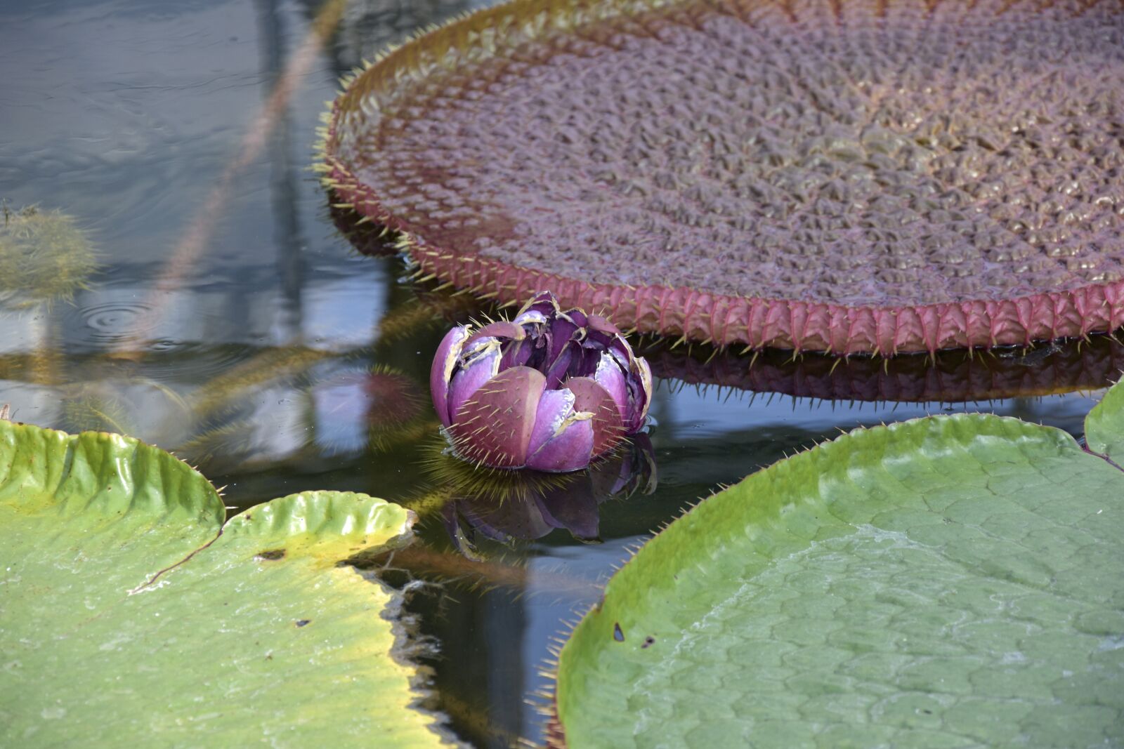 Nikon D7200 sample photo. Flower, water, pond photography
