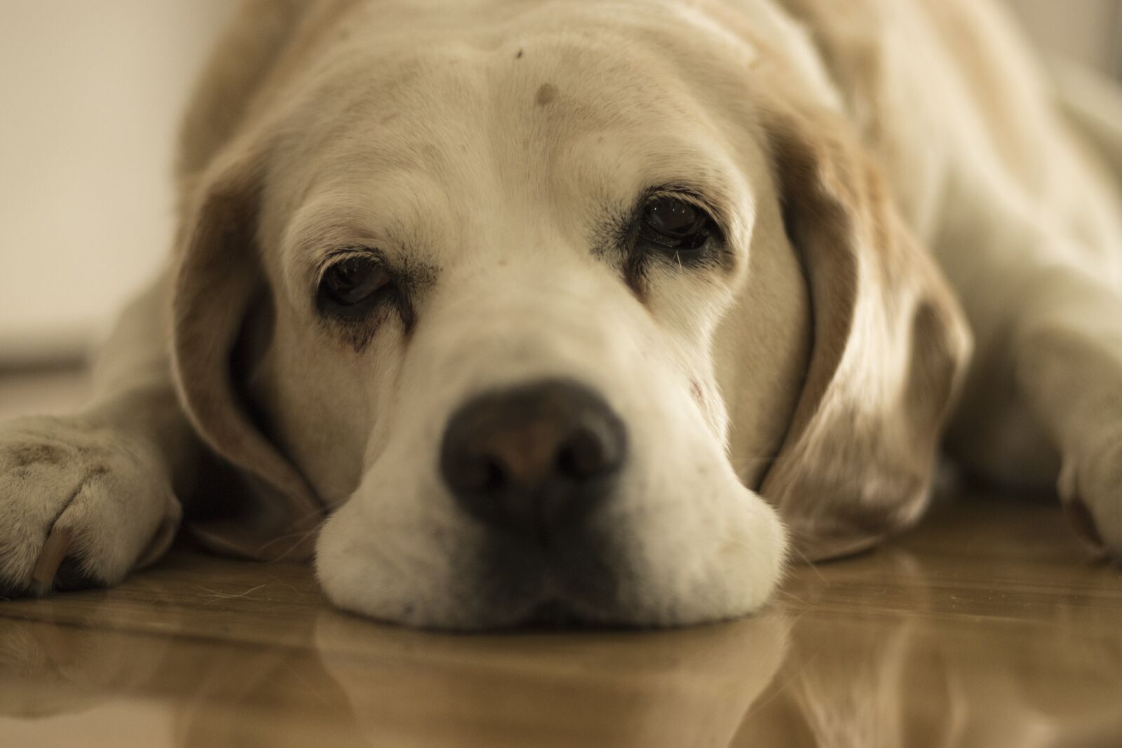 Canon EOS 200D (EOS Rebel SL2 / EOS Kiss X9) sample photo. Dog, beagle, drowsy photography