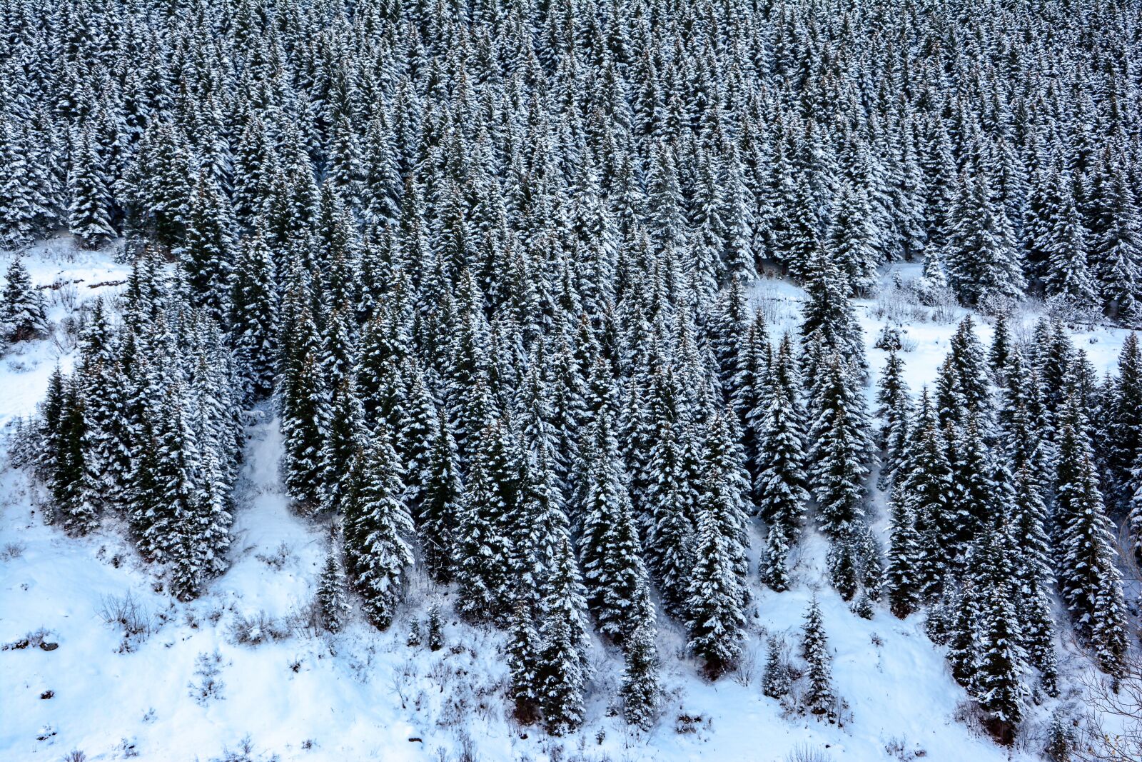 Nikon D7100 sample photo. Snow, mountain, forest photography