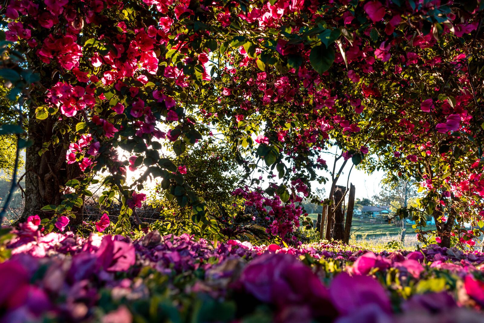 Nikon D7200 sample photo. Flowers, pink, spring photography