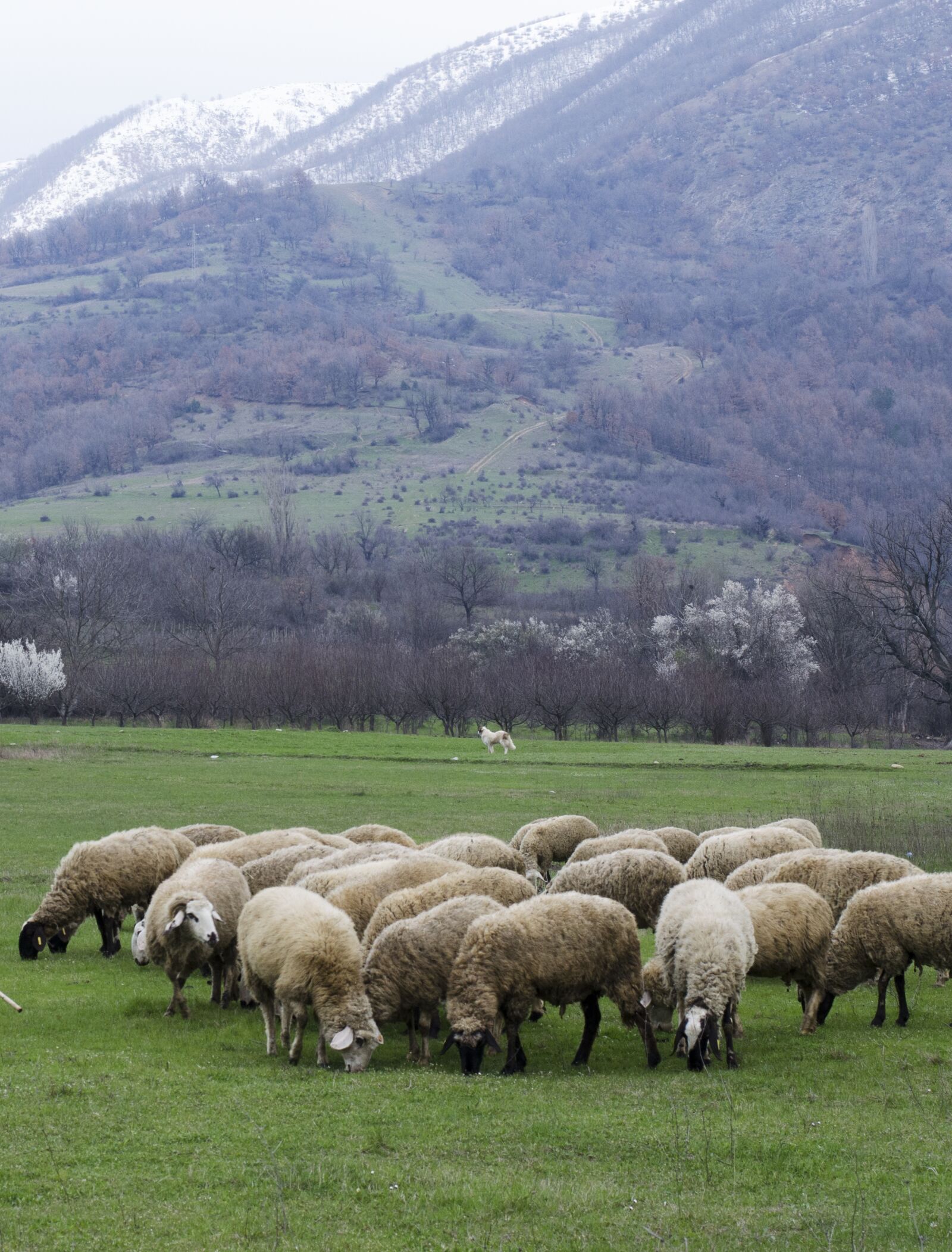 Nikon D5100 sample photo. Sheep, grazing, green grass photography