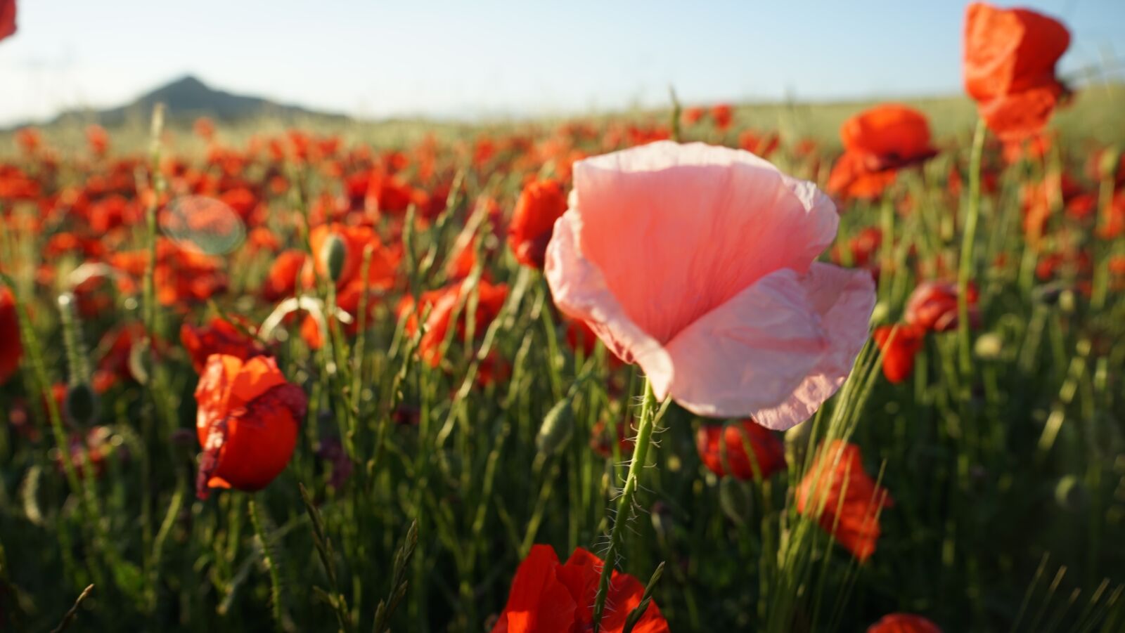 Sony a7R sample photo. Poppy pink, wild flower photography