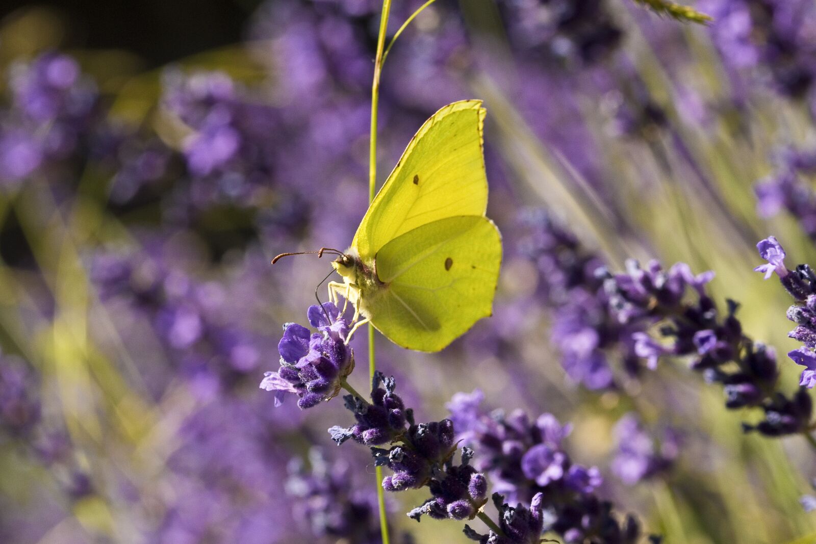 Nikon D500 sample photo. Nature, butterfly, insect photography