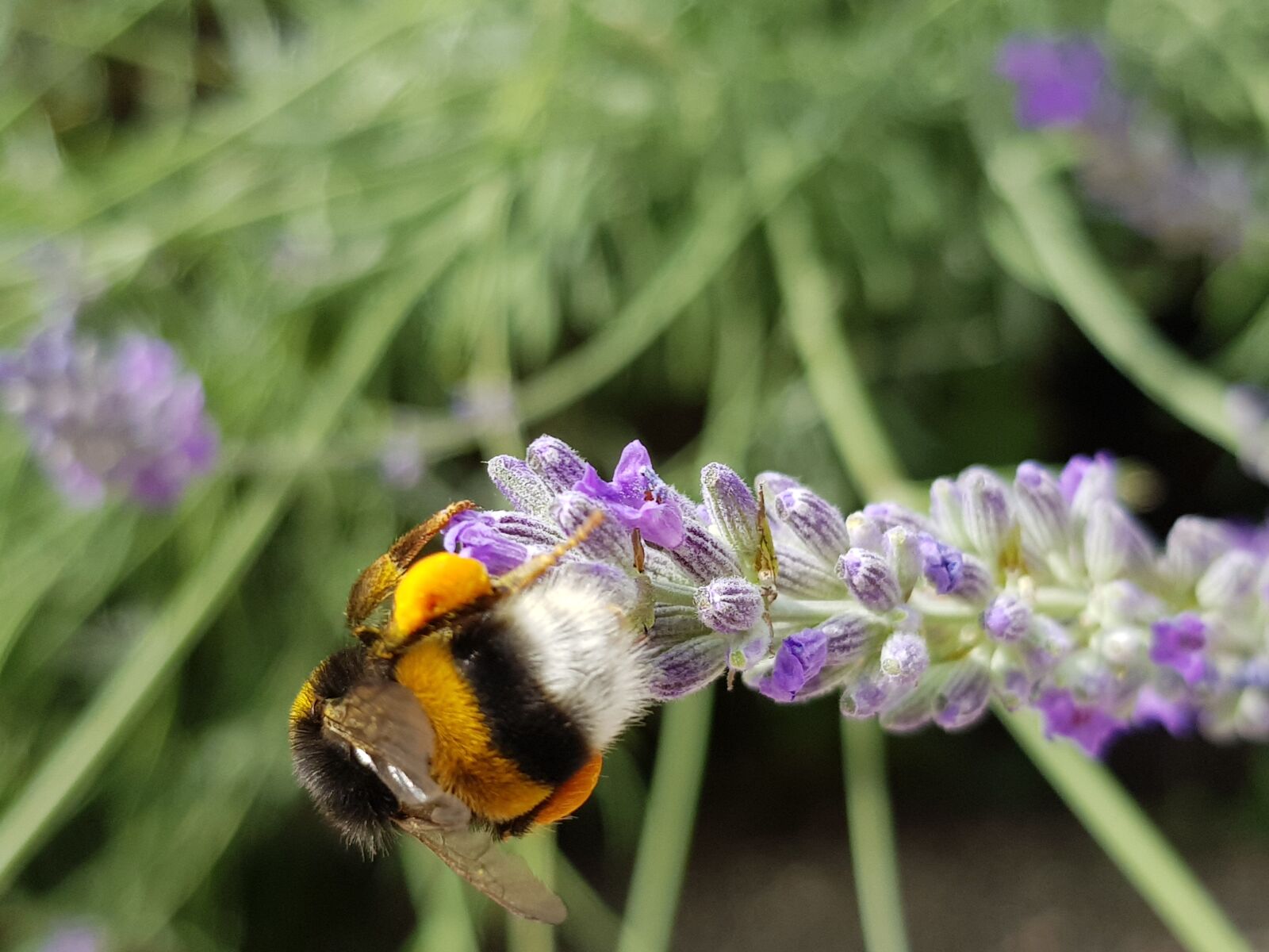 Samsung Galaxy S8+ sample photo. Insect, bee, nature photography