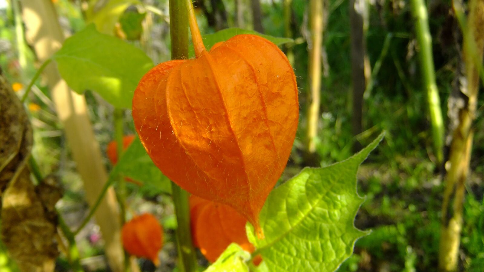 FujiFilm FinePix F80EXR (FinePix F85EXR) sample photo. Physalis, nature, flora photography