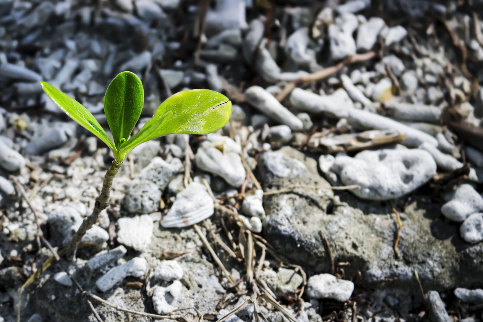Canon EOS 750D (EOS Rebel T6i / EOS Kiss X8i) sample photo. Soil, nature, ground photography