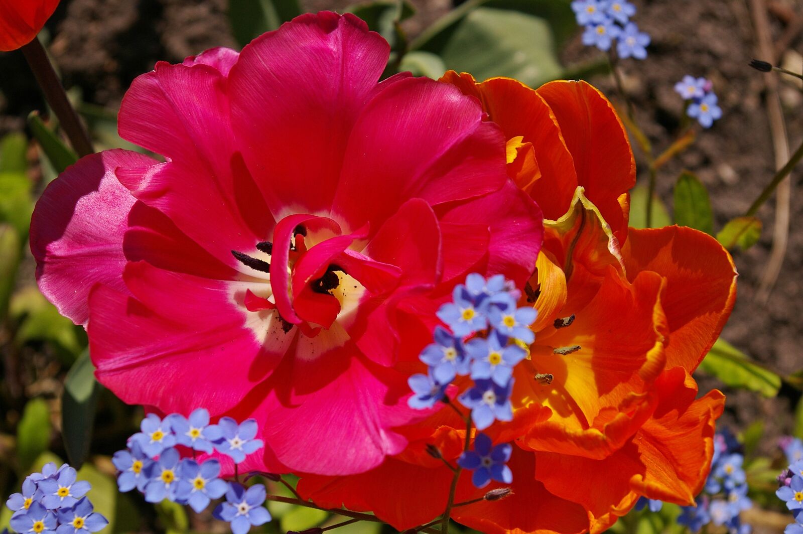 Pentax *ist DL2 sample photo. Tulips, orange tulips, pink photography