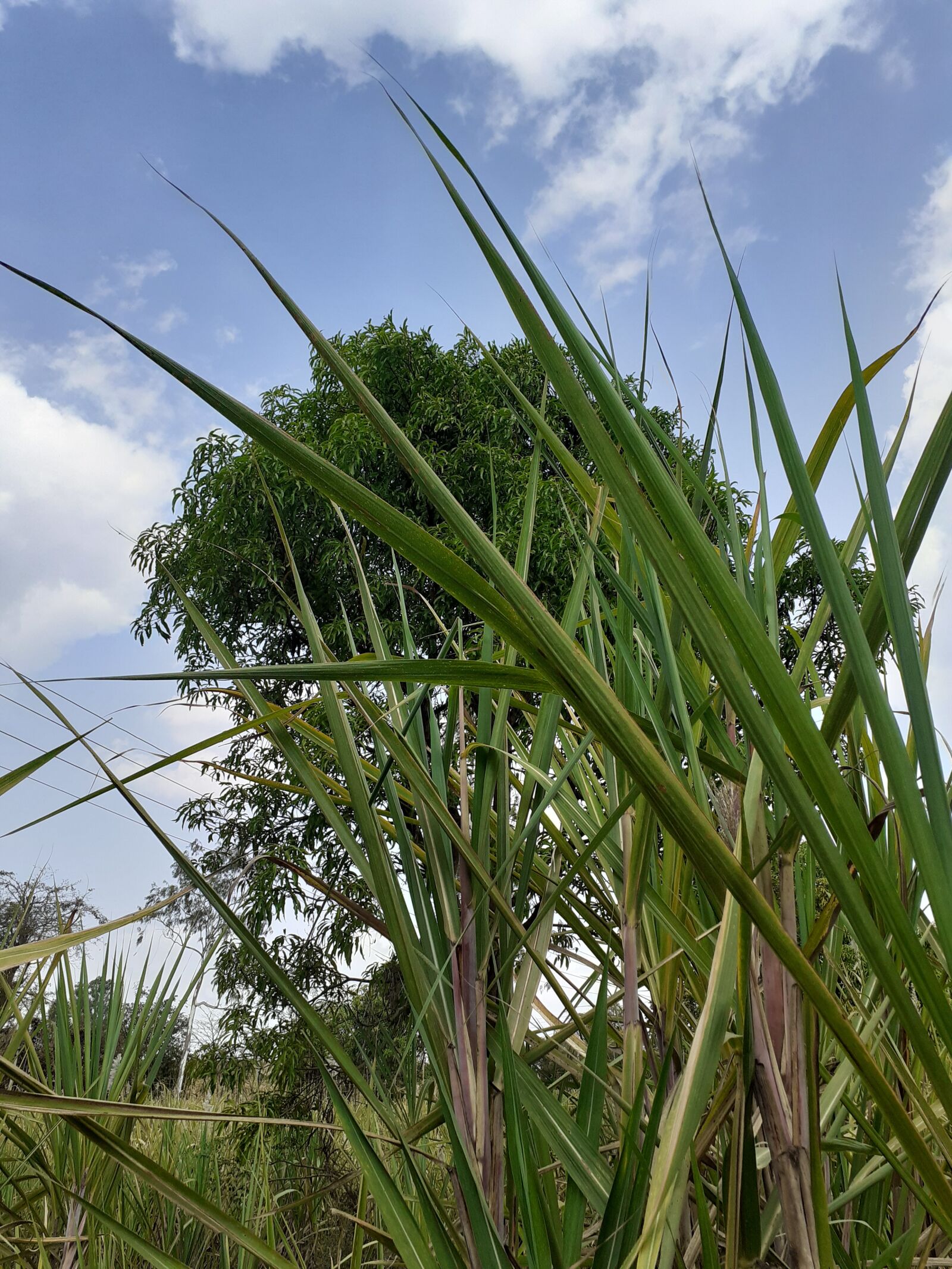 Samsung SM-M205F sample photo. Green, grass, nature photography
