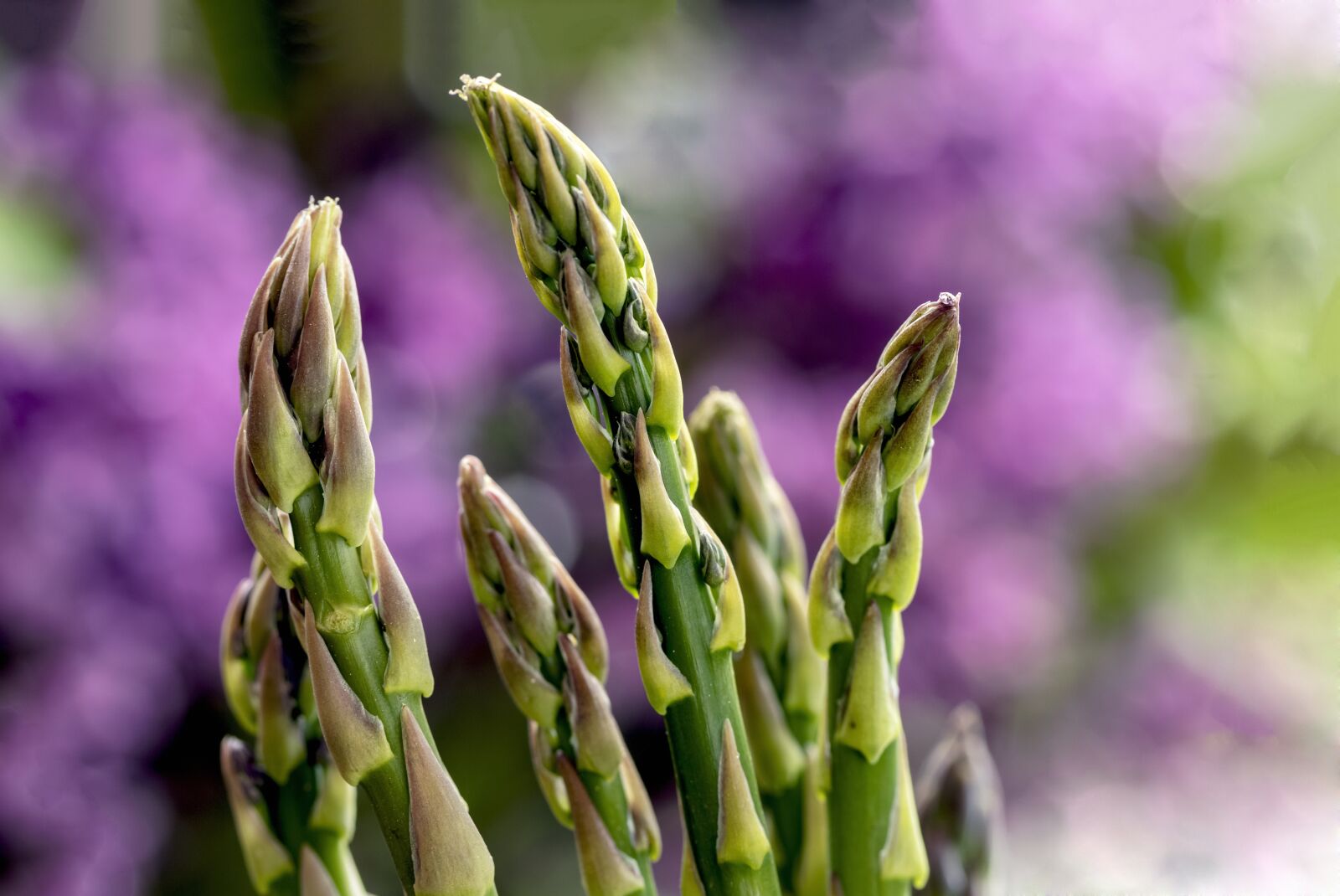 Canon EOS 80D + Canon EF-S 60mm F2.8 Macro USM sample photo. Green asparagus, asparagus, green photography