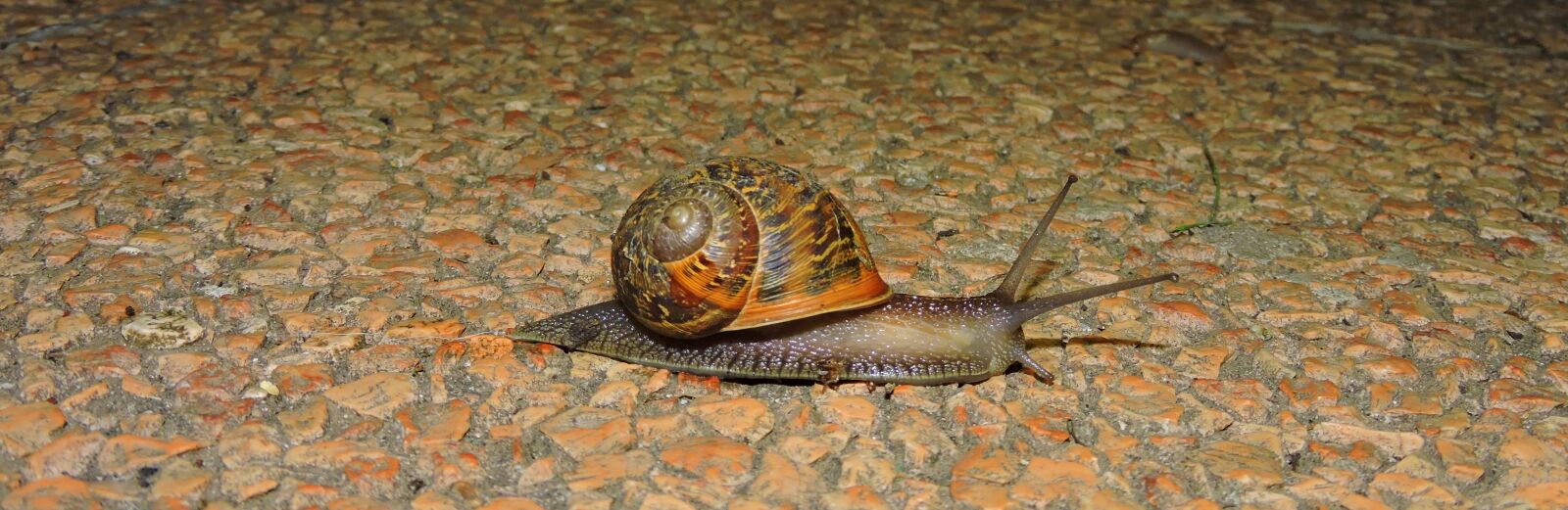 Nikon Coolpix P600 sample photo. Snail, crawl, animal photography