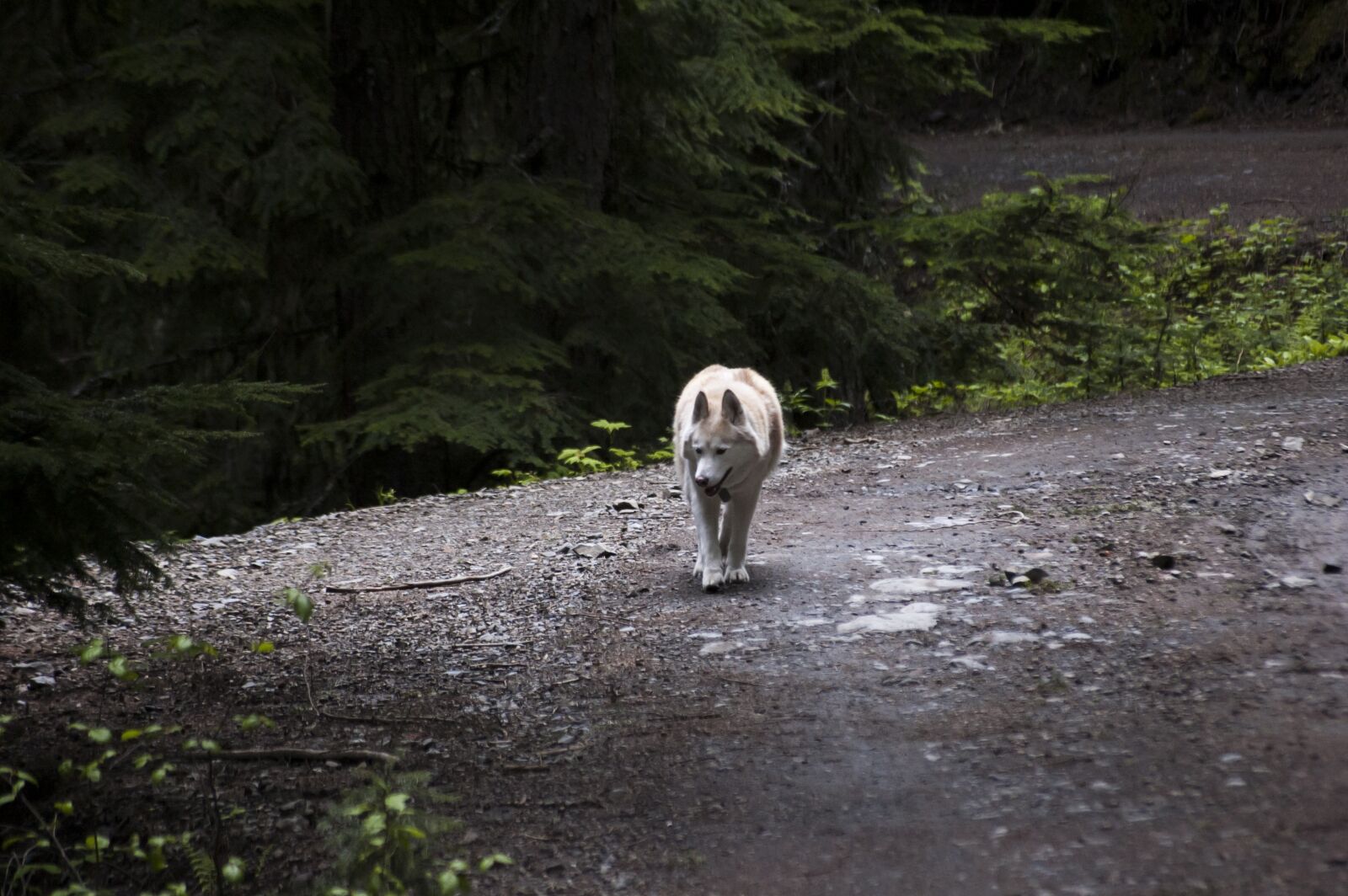 Nikon D50 sample photo. Husky, dog, canine photography