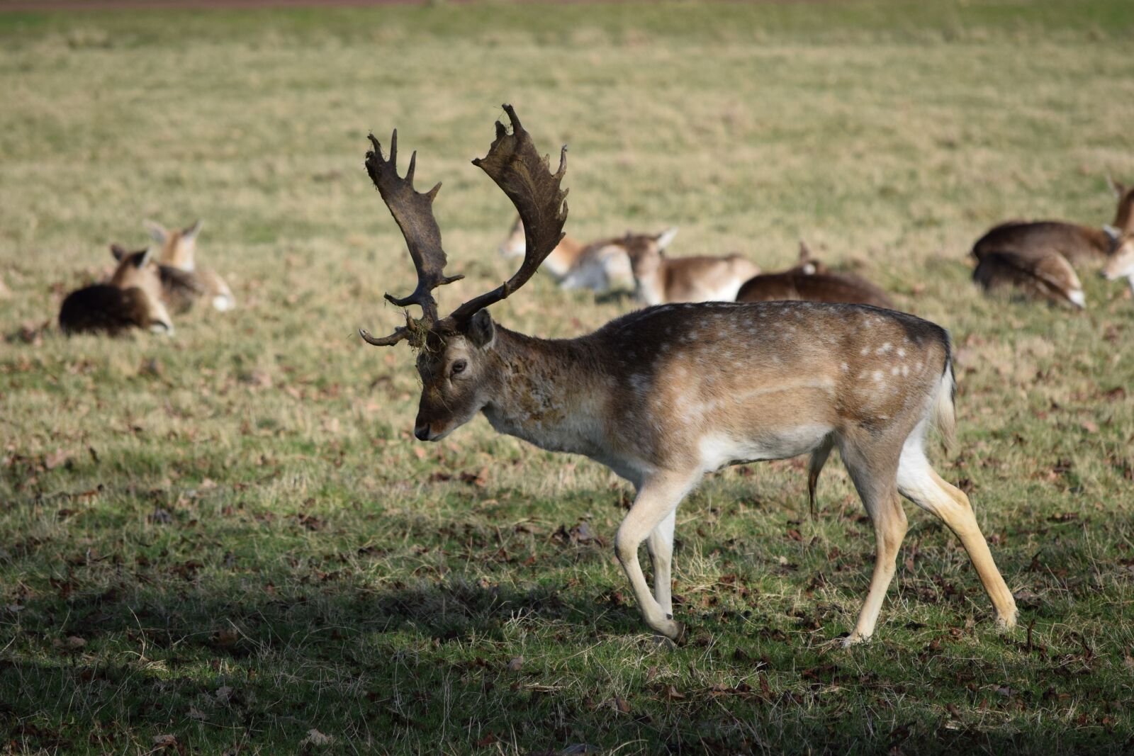 Nikon D5300 sample photo. Deer, nature, animals photography