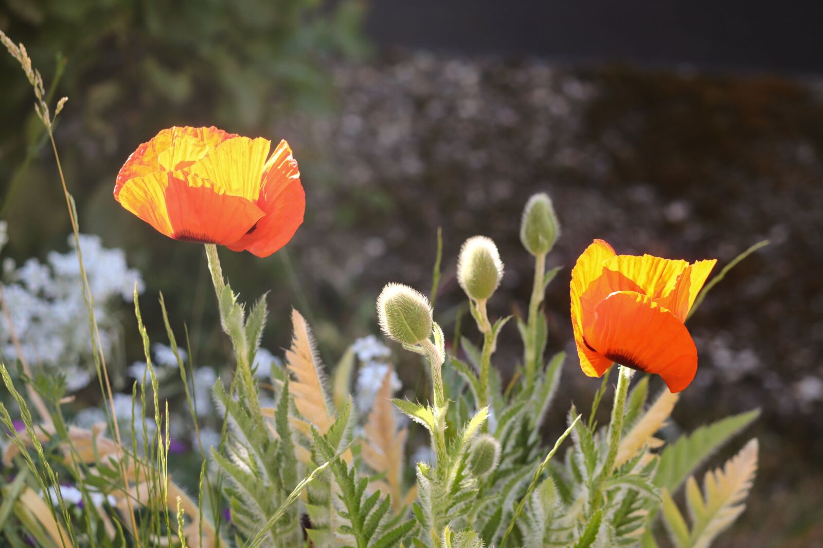 Canon EOS 200D (EOS Rebel SL2 / EOS Kiss X9) sample photo. Poppies, poppy flower, klatschmohn photography