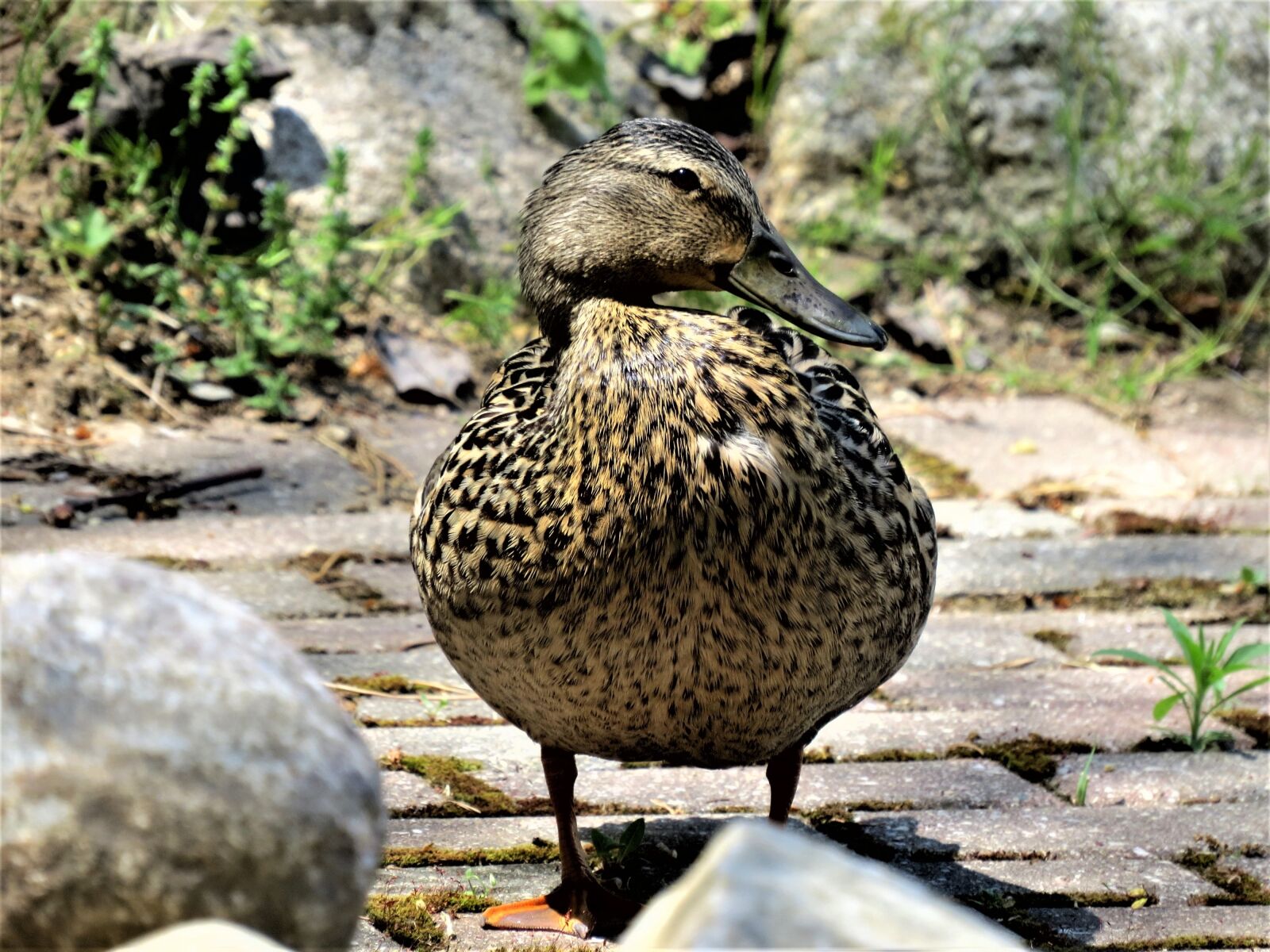Canon PowerShot SX50 HS sample photo. Mallard duck, female mallard photography
