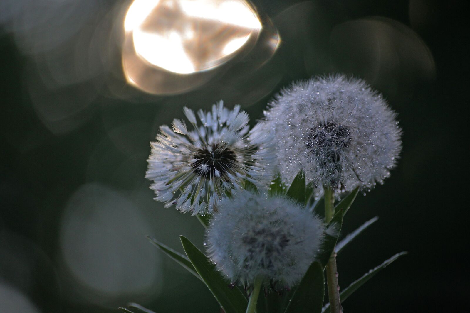 Canon EOS 6D sample photo. Flower, plant, nature photography