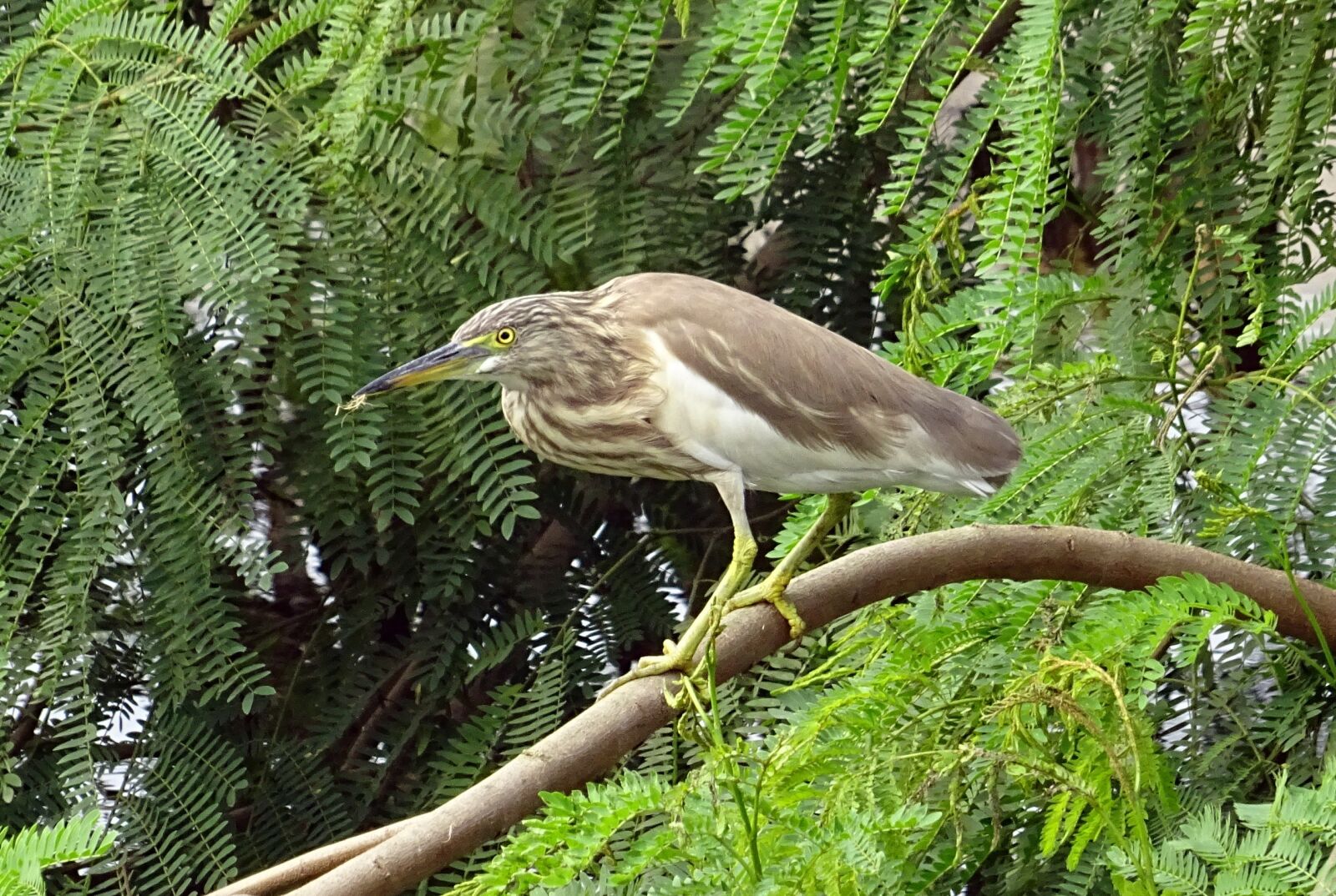 Sony DSC-HX60V sample photo. Pond heron, bird, fauna photography