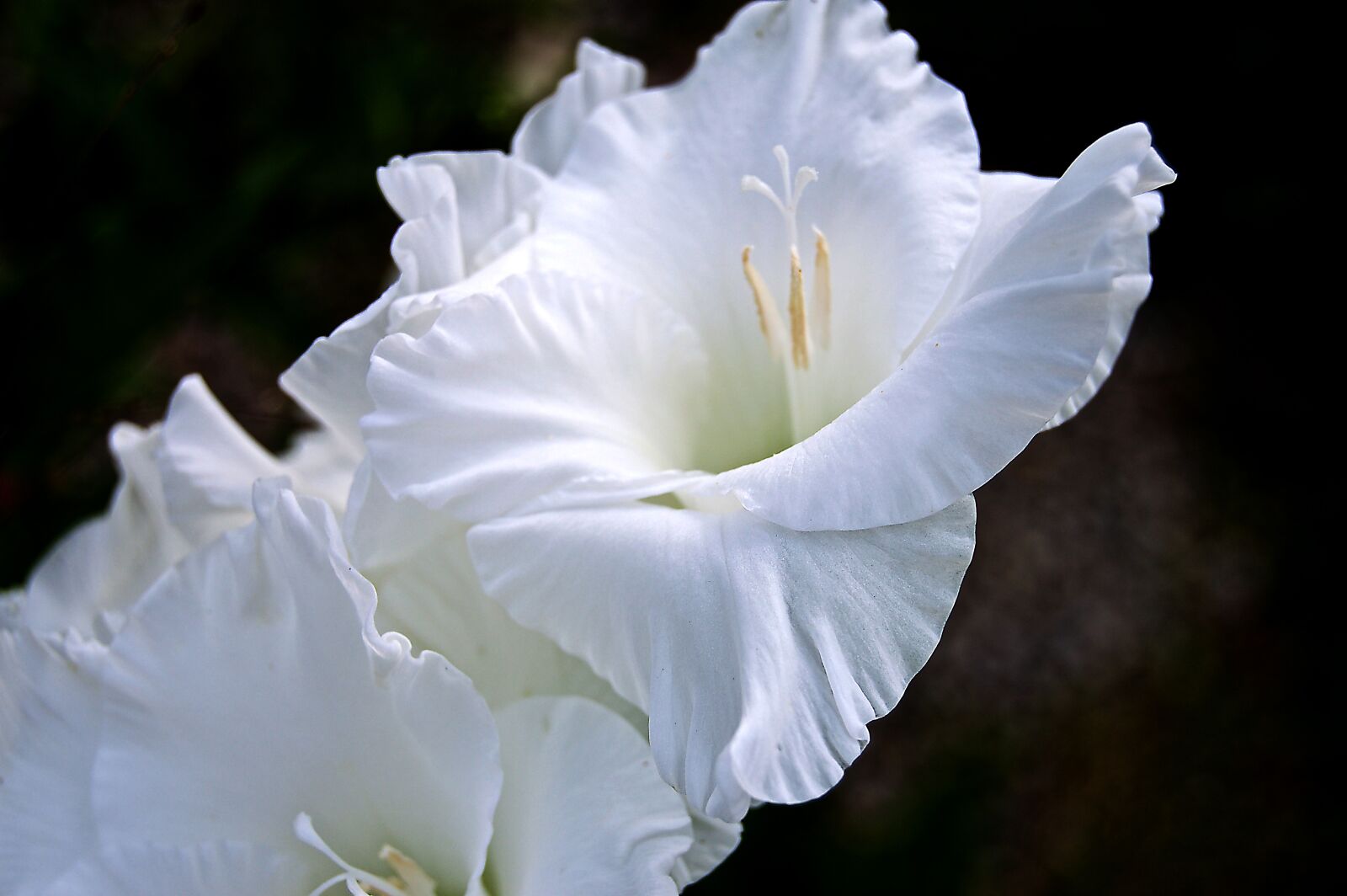 Nikon D3200 sample photo. Flower, blossom, bloom photography
