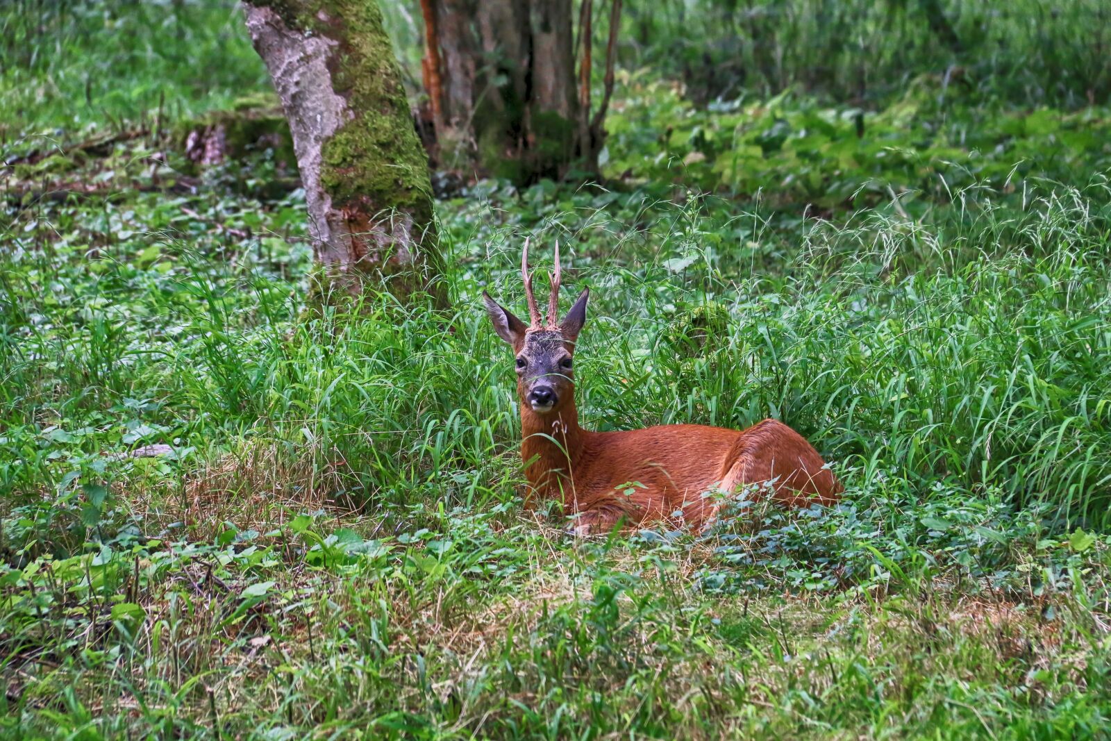 Canon EOS 70D sample photo. Deer, wood, nature photography