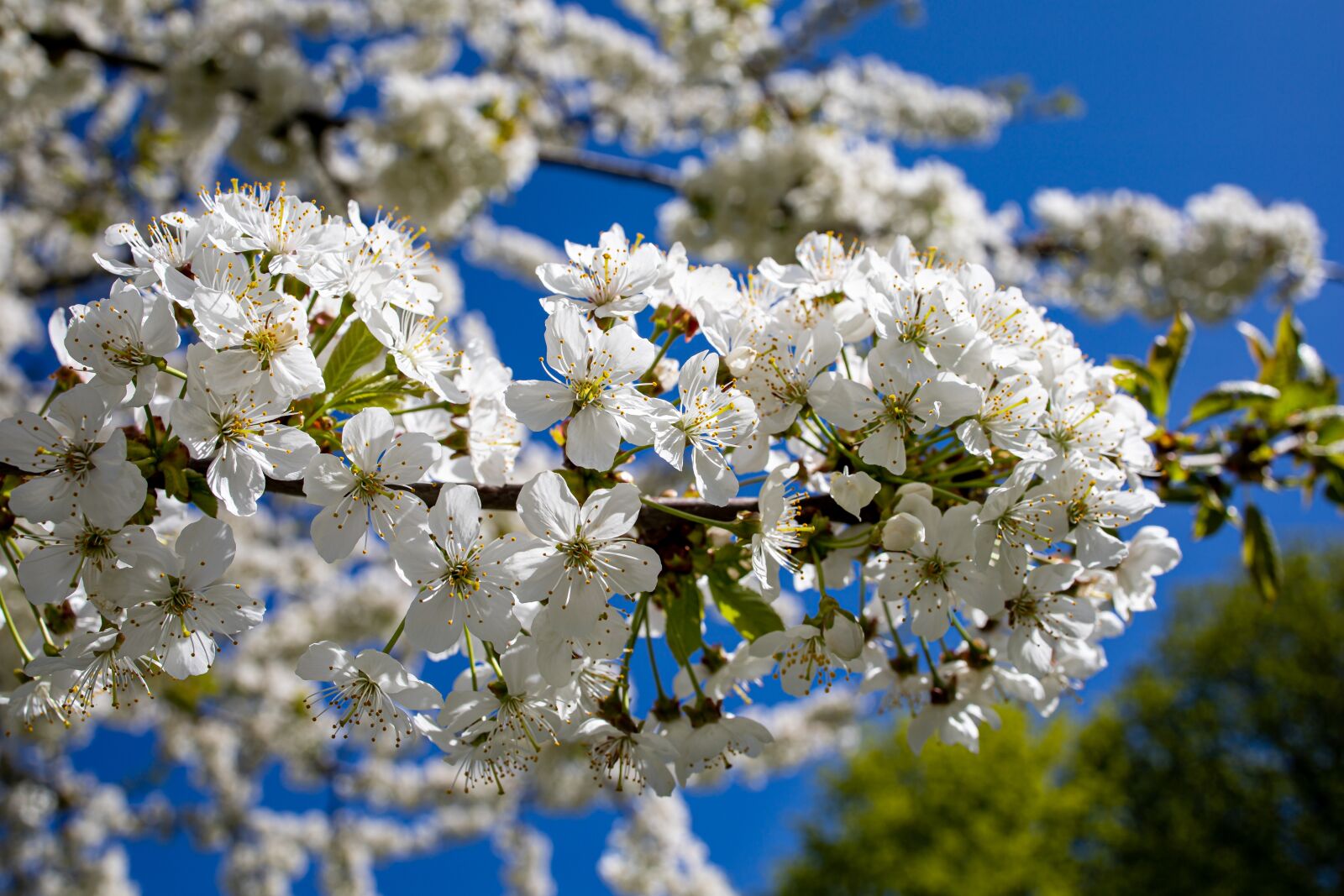 Canon RF 35mm F1.8 IS STM Macro sample photo. Spring, cherry tree, cherry photography