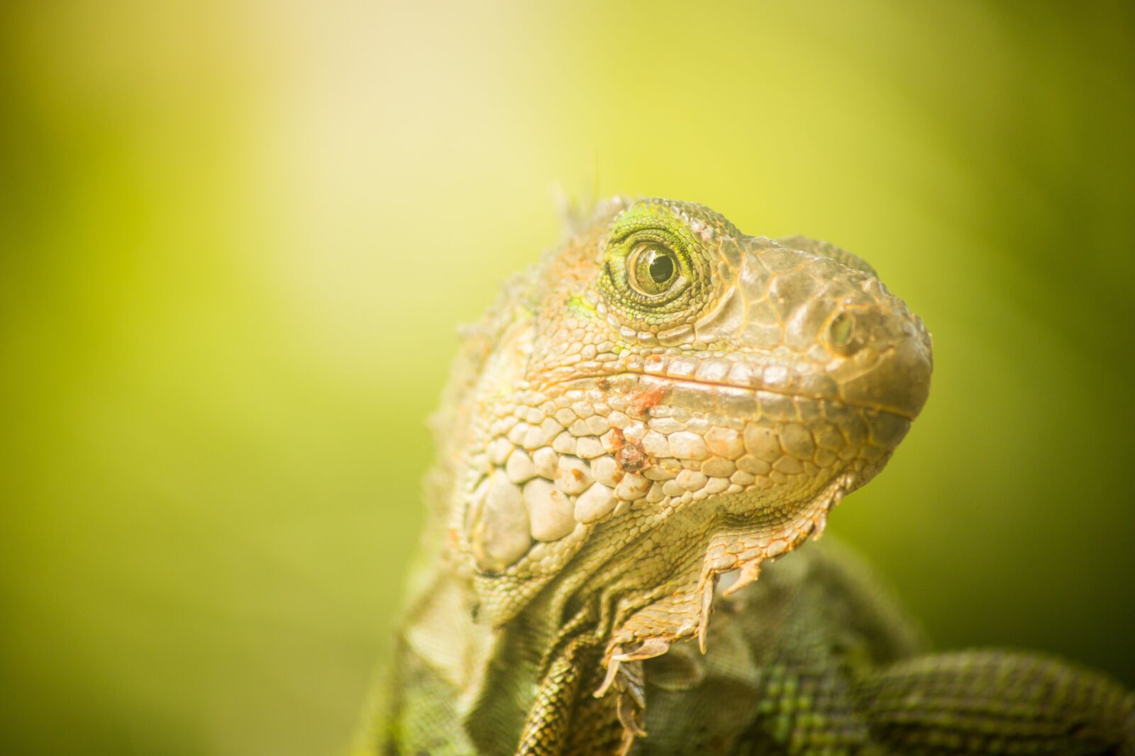 Canon EF 70-210mm f/4 sample photo. Lizard, reptilia, nature photography